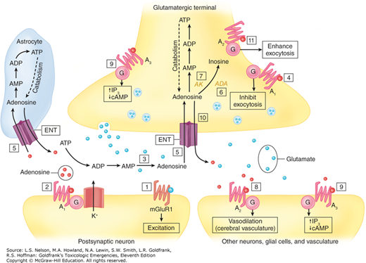 Neurotransmitters And Neuromodulators | Anesthesia Key