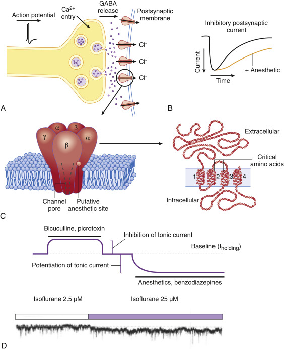 Inhaled Anesthetics: Mechanisms Of Action | Anesthesia Key