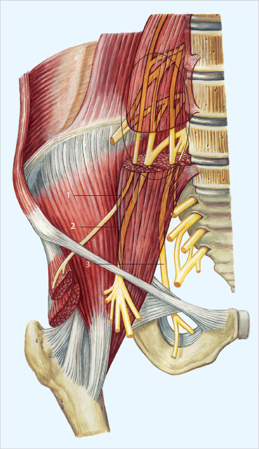 Psoas Major Muscle Nerve - Image To U