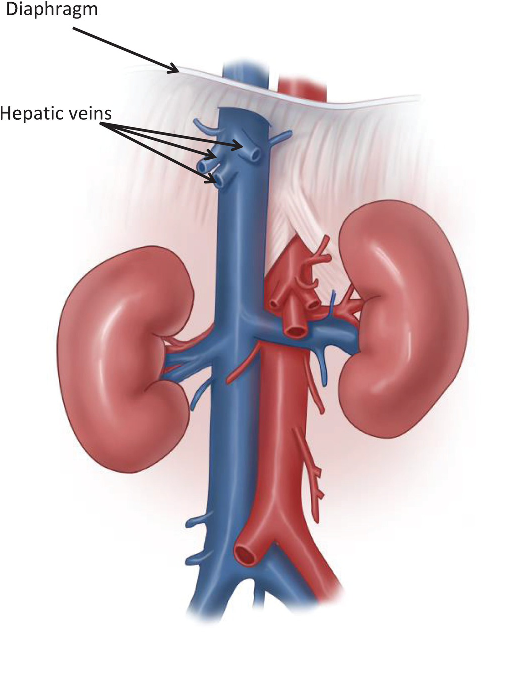 Chapter 33 – Inferior Vena Cava | Anesthesia Key