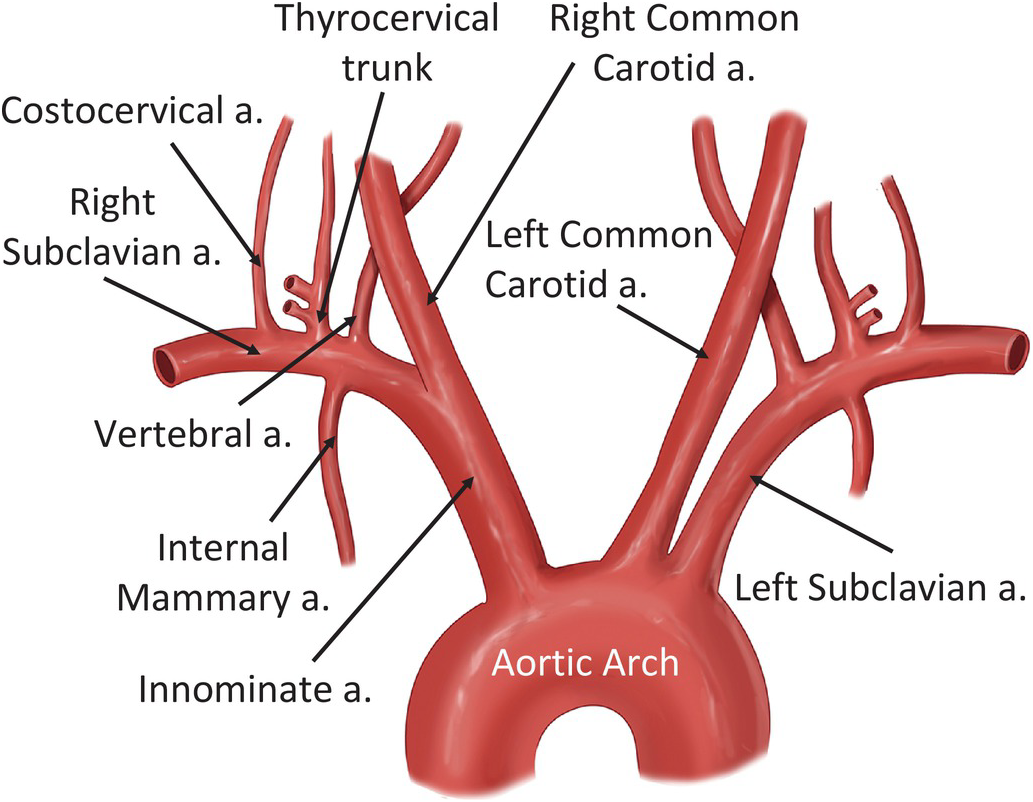 Chapter 9 – Subclavian Vessels | Anesthesia Key