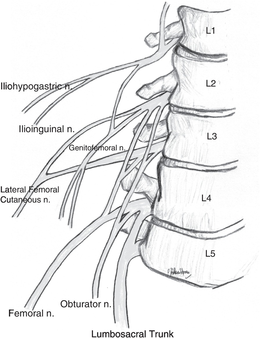Chapter 52 Lower Extremity Nerve Blocks Anesthesia Key