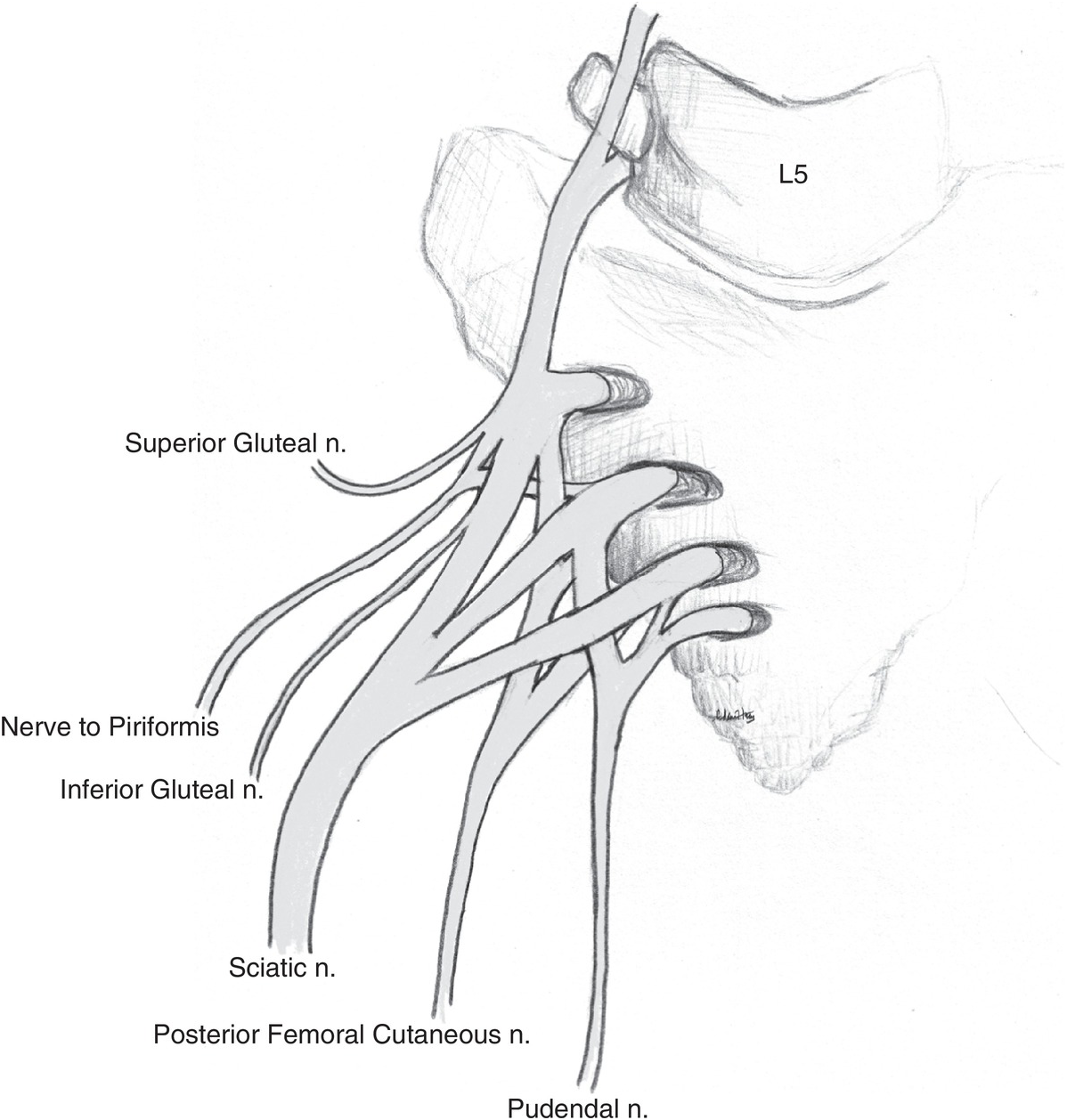 Chapter 52 Lower Extremity Nerve Blocks Anesthesia Key