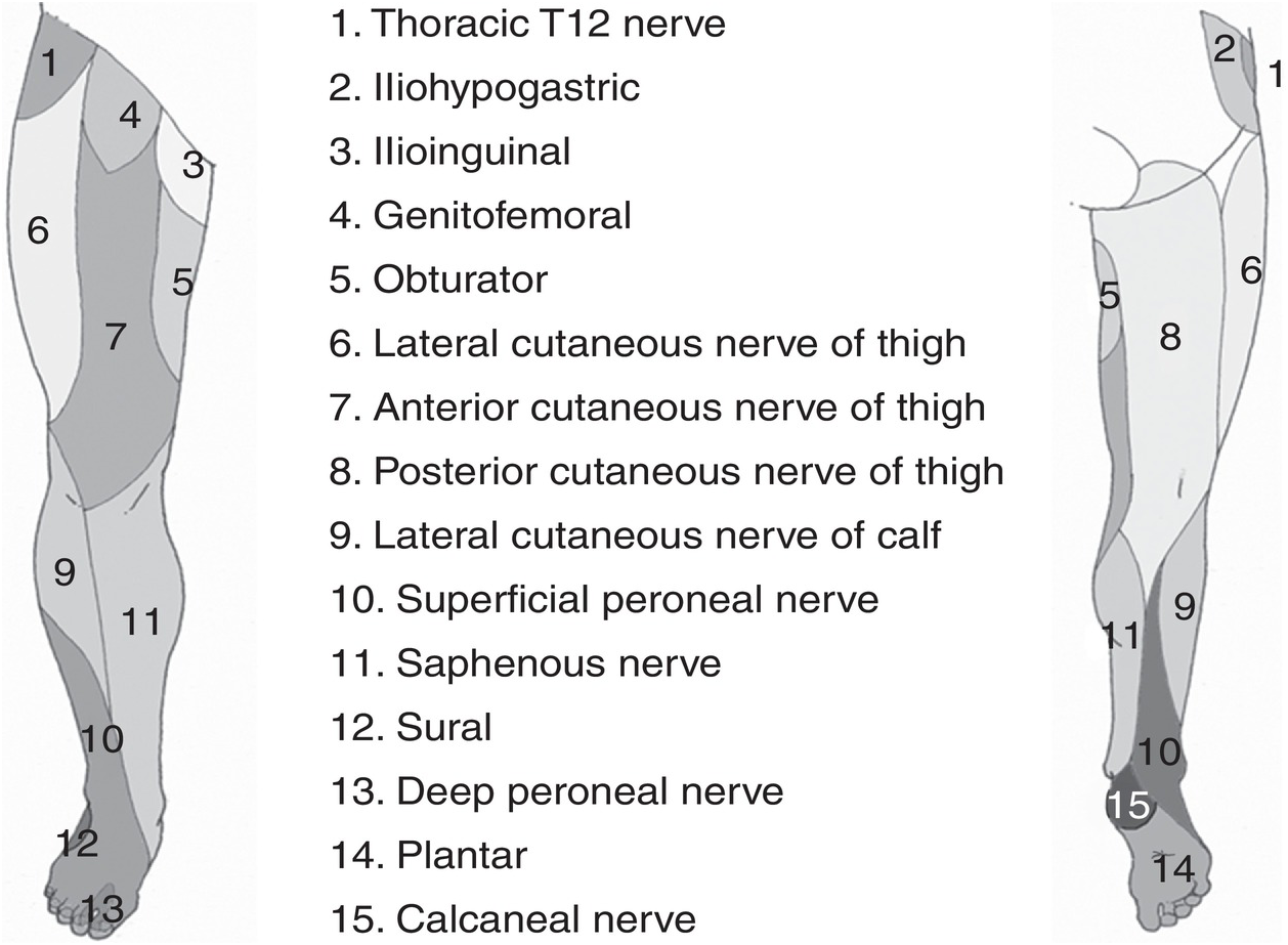 Chapter 52 Lower Extremity Nerve Blocks Anesthesia Key