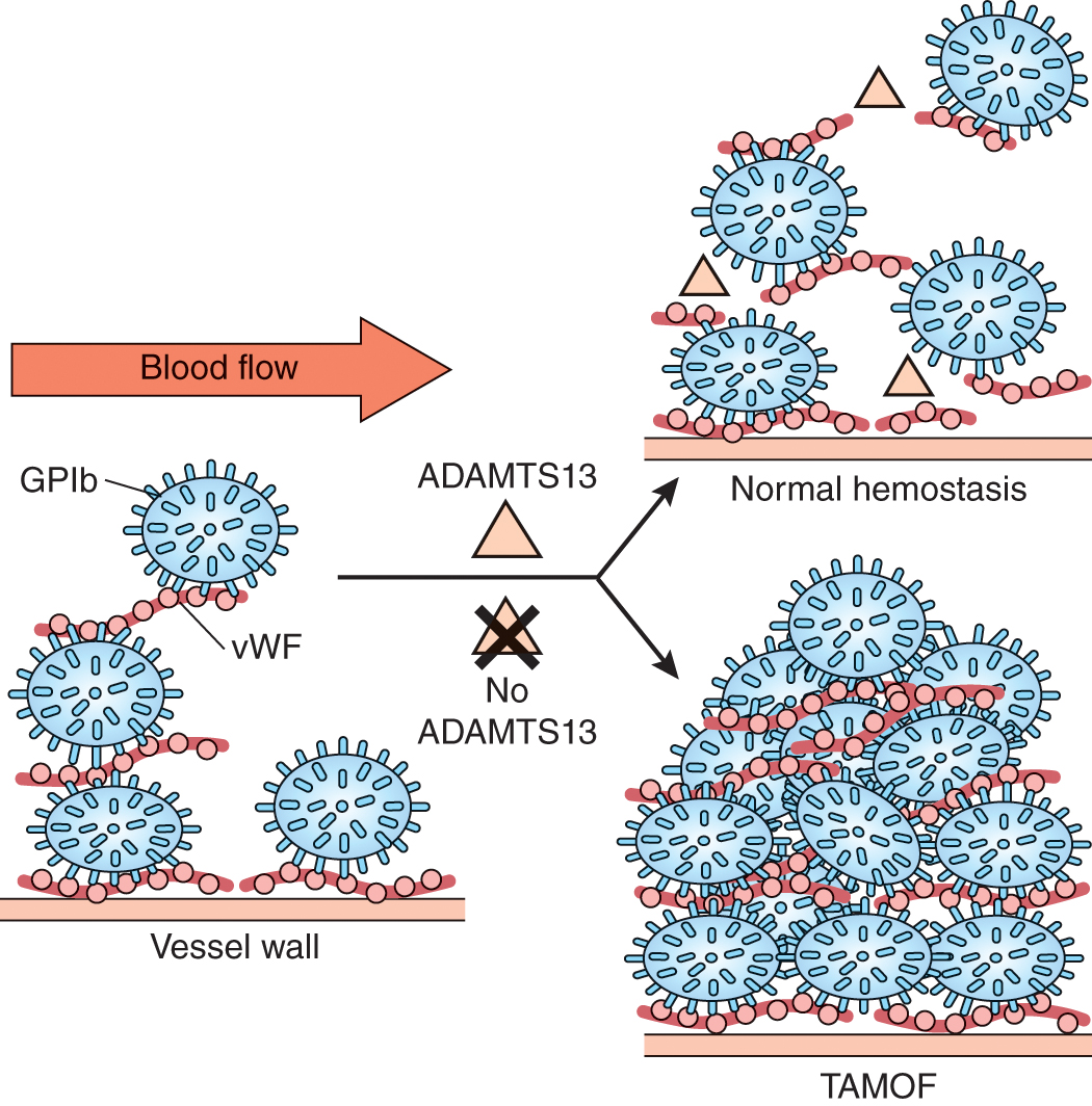 Coagulation And Coagulopathy | Anesthesia Key