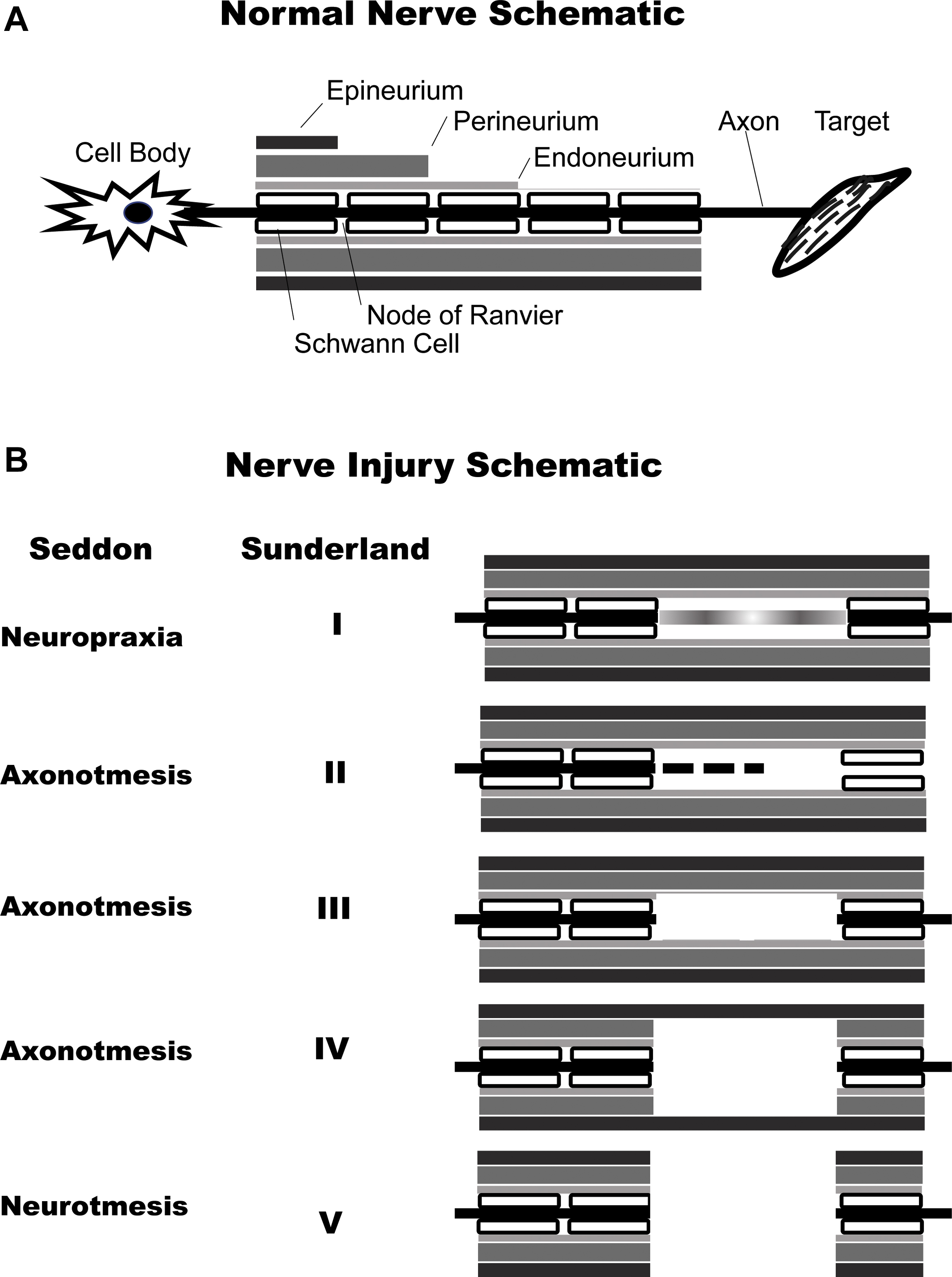 Traumatic Injuries To The Spinal Cord And Peripheral Nervous System ...