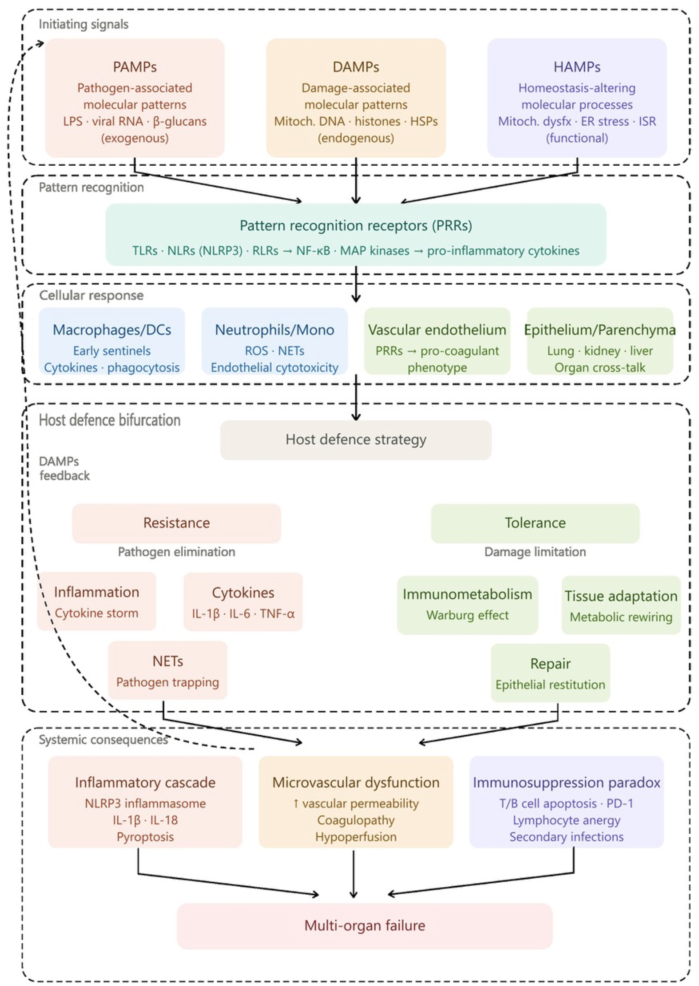 Alt text begins. An infographic illustrates pathogen recognition, innate immune signaling, host defense responses, and systemic consequences leading to multiorgan failure in sepsis. Alt text provided by Elsevier.
