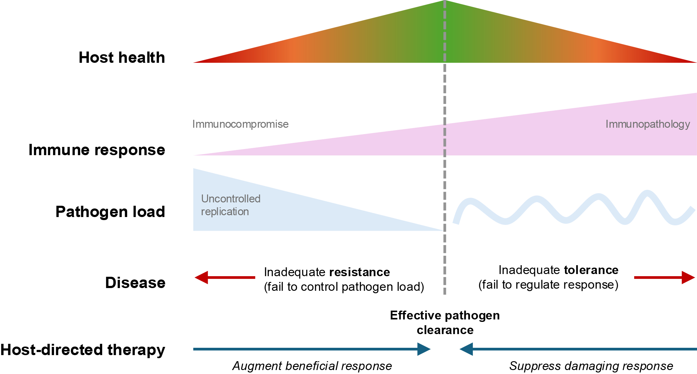 Alt text begins. A schematic diagram shows host health, immune response, pathogen load, and host directed therapy balancing resistance and tolerance during infection. Alt text provided by Elsevier.
