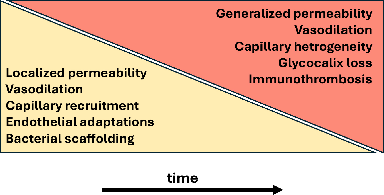 Alt text begins. A schematic diagram illustrates adaptive and maladaptive endothelial responses during sepsis progression over time. Alt text provided by Elsevier.