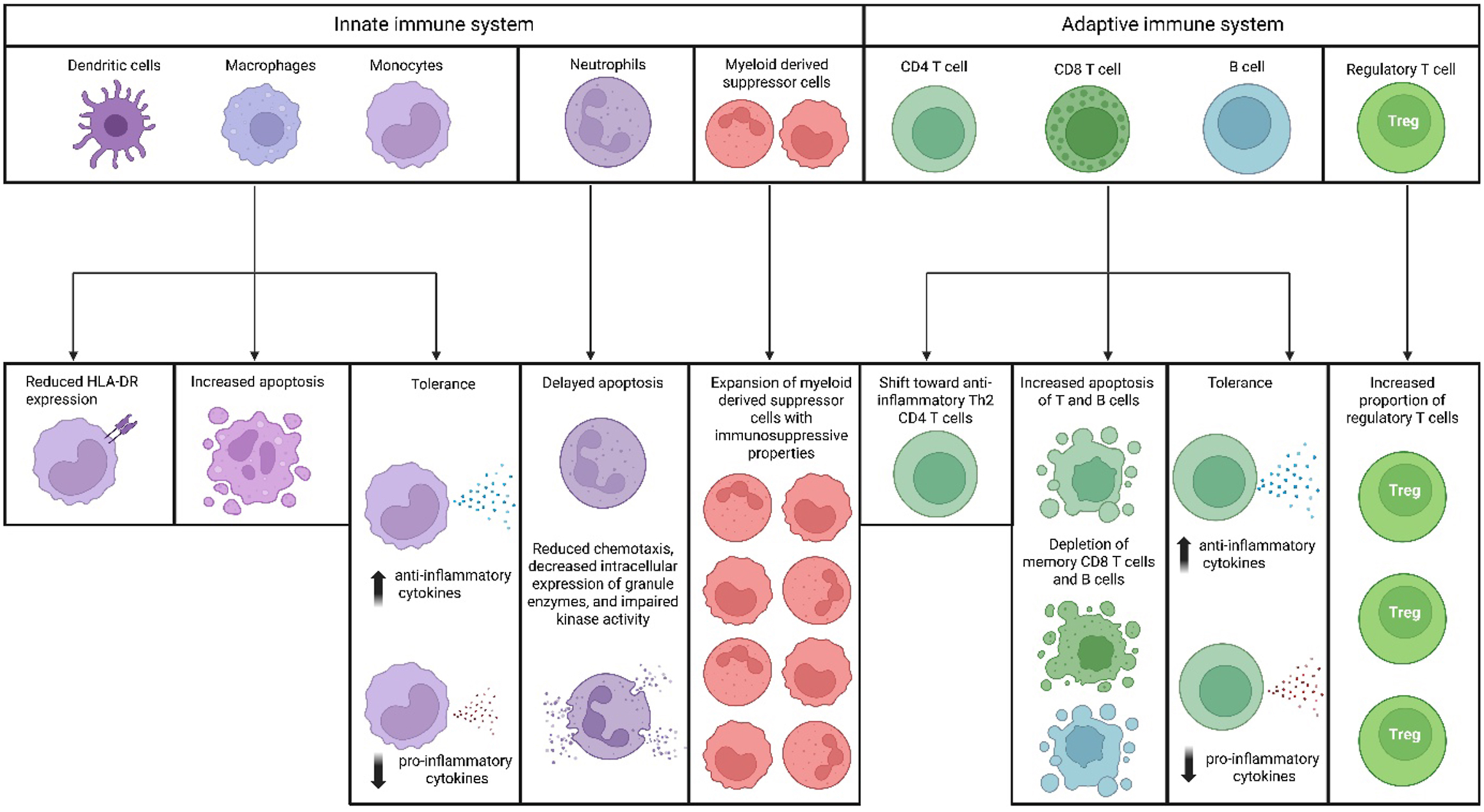 Alt text begins. A flowchart divides sepsis related immune defects into innate and adaptive immune systems, showing labeledimmune cell pathways and their specific downstream dysfunctions. Alt text provided by Elsevier.