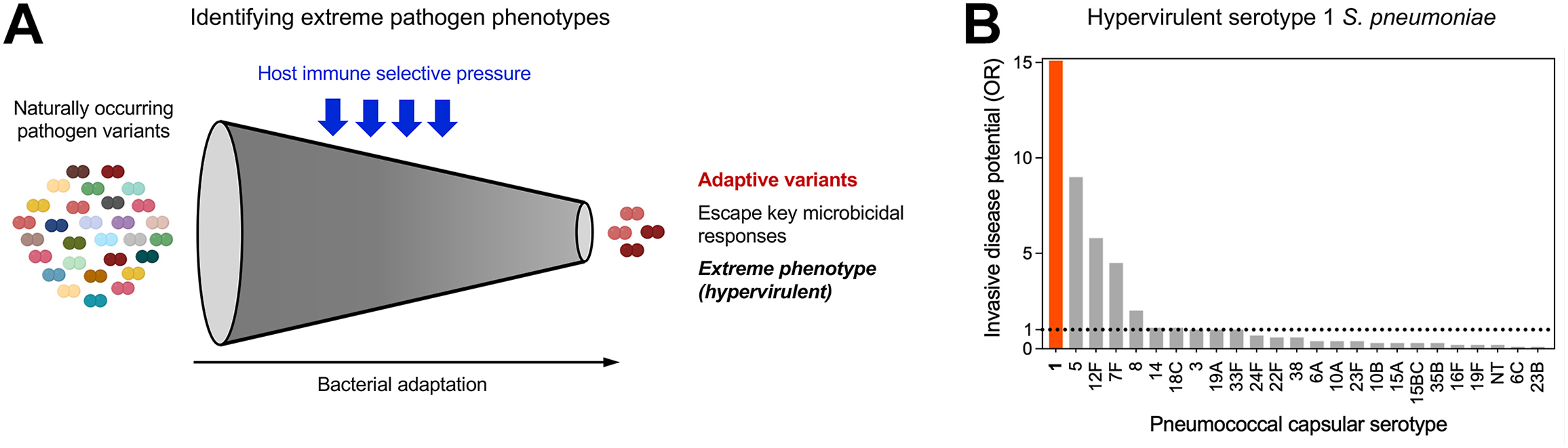 Alt text begins. A two panel schematic shows immune selection of hyper virulent pathogen variants and a bar graph highlighting serotype 1 S. pneumoniae as an extreme invasive phenotype. Alt text provided by Elsevier.