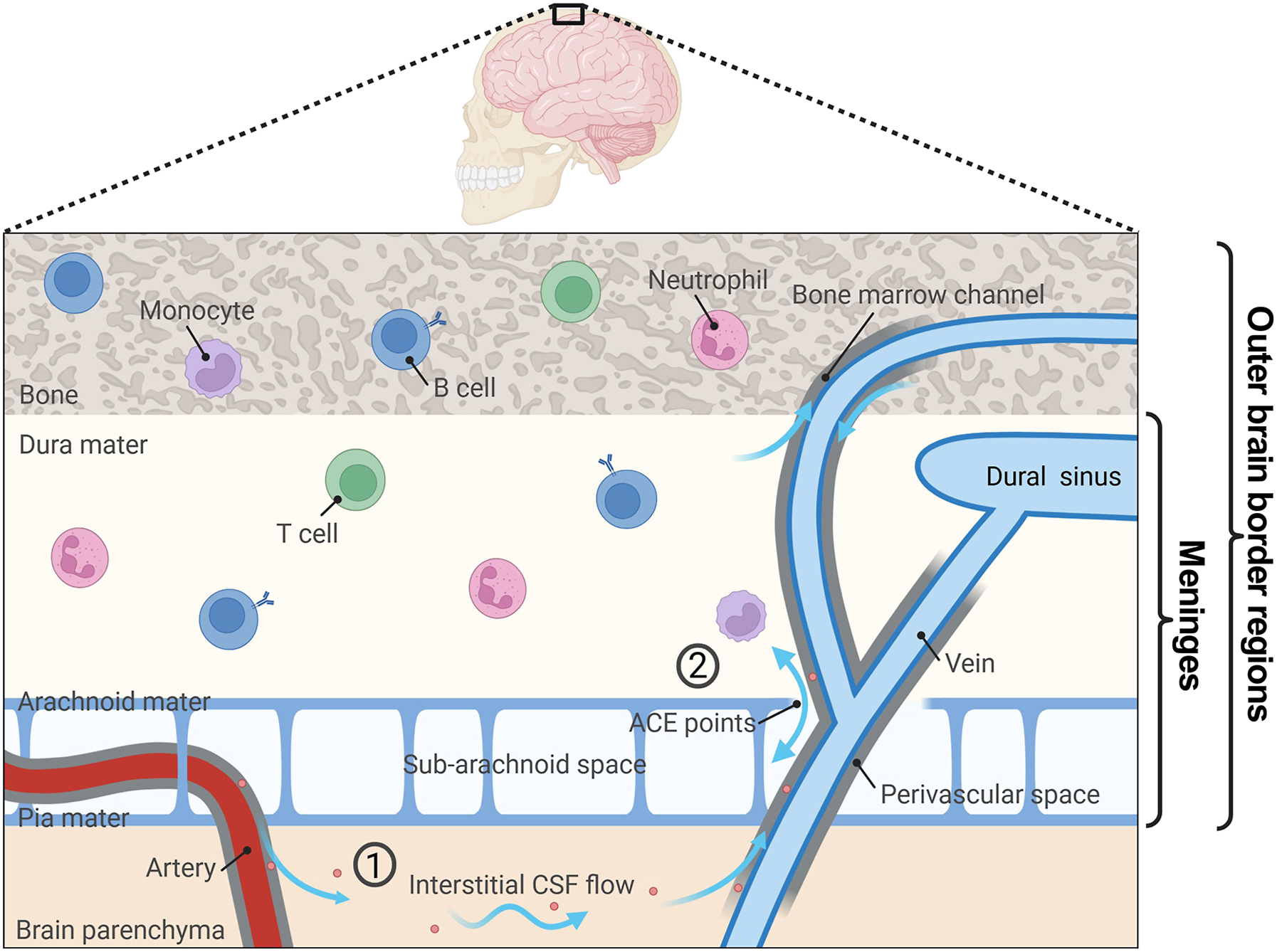 Alt text begins. A meningeal flow diagram shows cerebrospinal fluid movement, arachnoid cuff exit points, immune cells, bone marrow, and dural sinus drainage. Alt text provided by Elsevier.