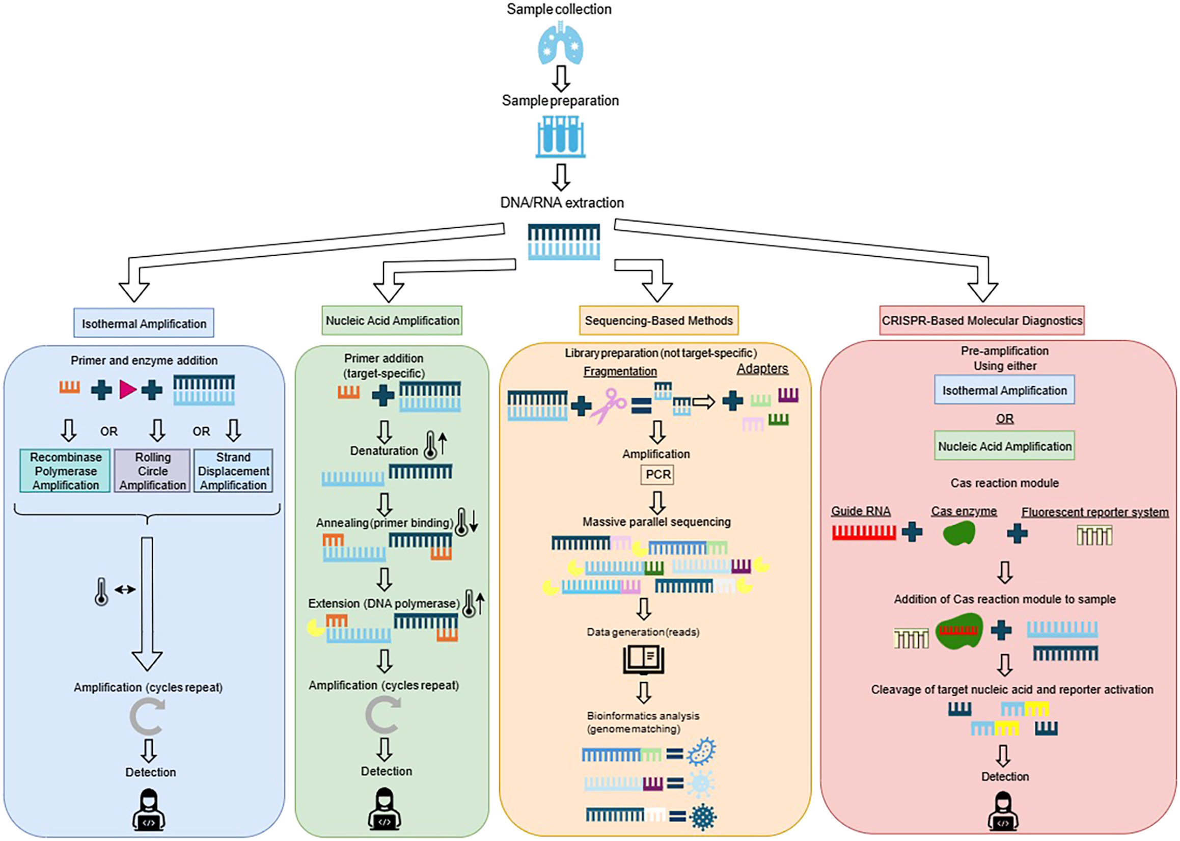 A flowchart outlines the technical aspects of molecular microbiological tests.