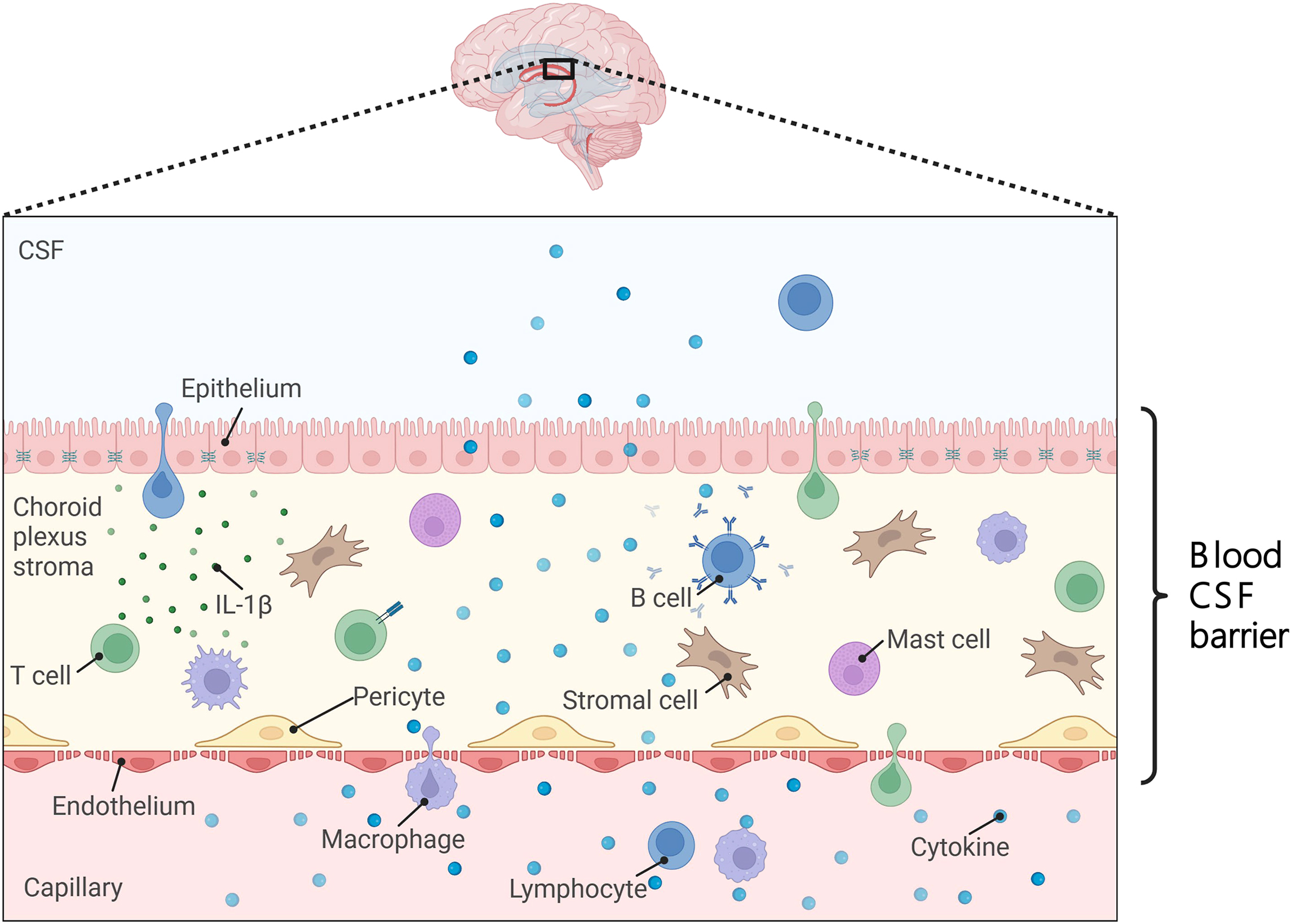 Alt text begins. A schematic diagram shows the blood cerebrospinal fluid barrier with epithelial cells, immune cells, cytokines, and cerebrospinal fluid exchange. Alt text provided by Elsevier.