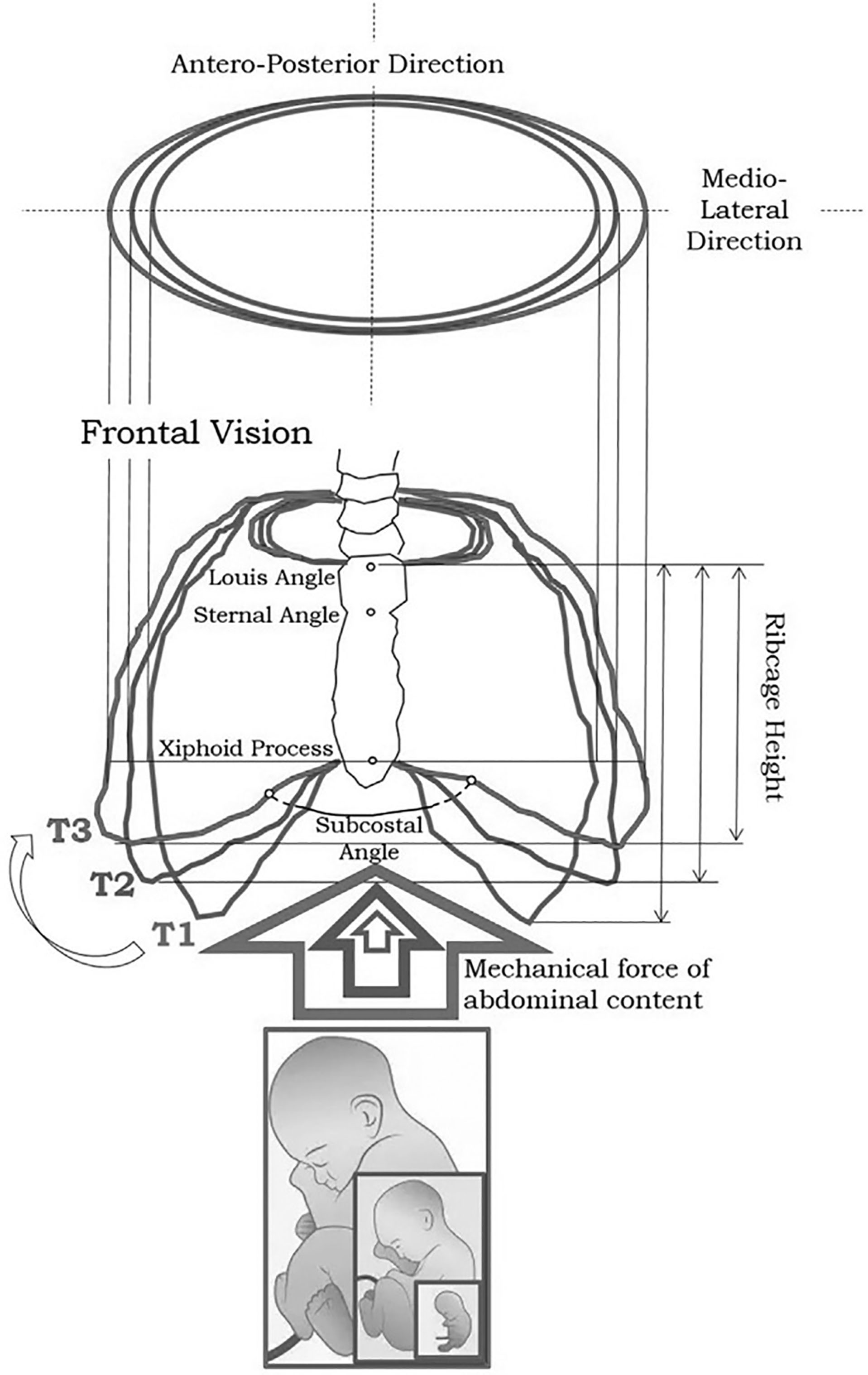 A schematic shows ribcage geometry changes from first to third trimester with rib positions labeled T 1 to T 3 and upward pressure from abdominal content.