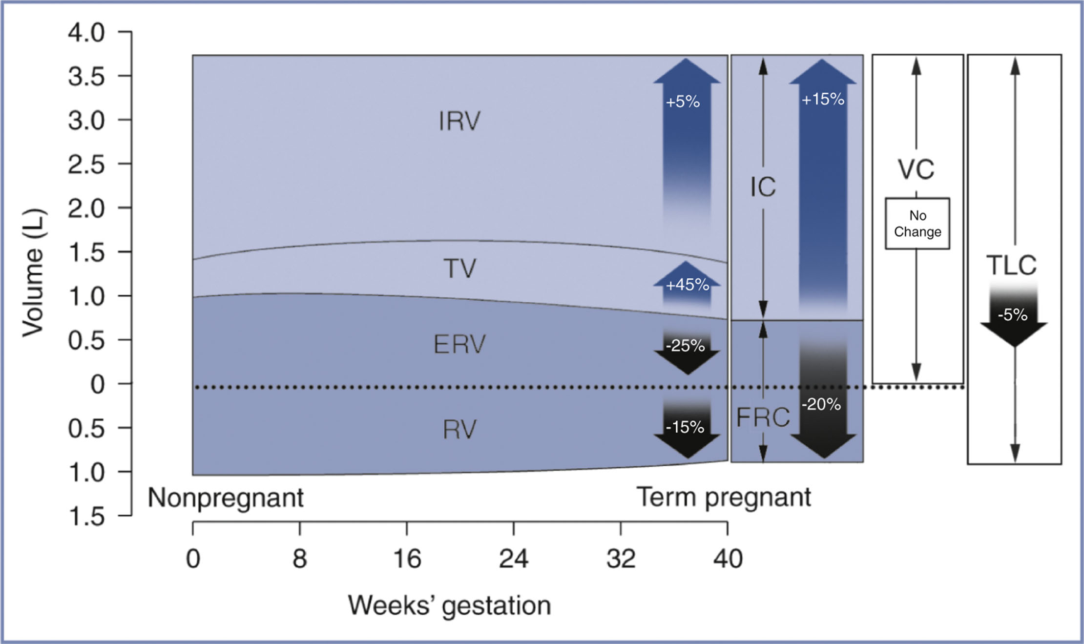 A chart shows changes in lung volumes and capacities from nonpregnant to term pregnant states, with tidal and inspiratory volumes increasing and most other values decreasing.