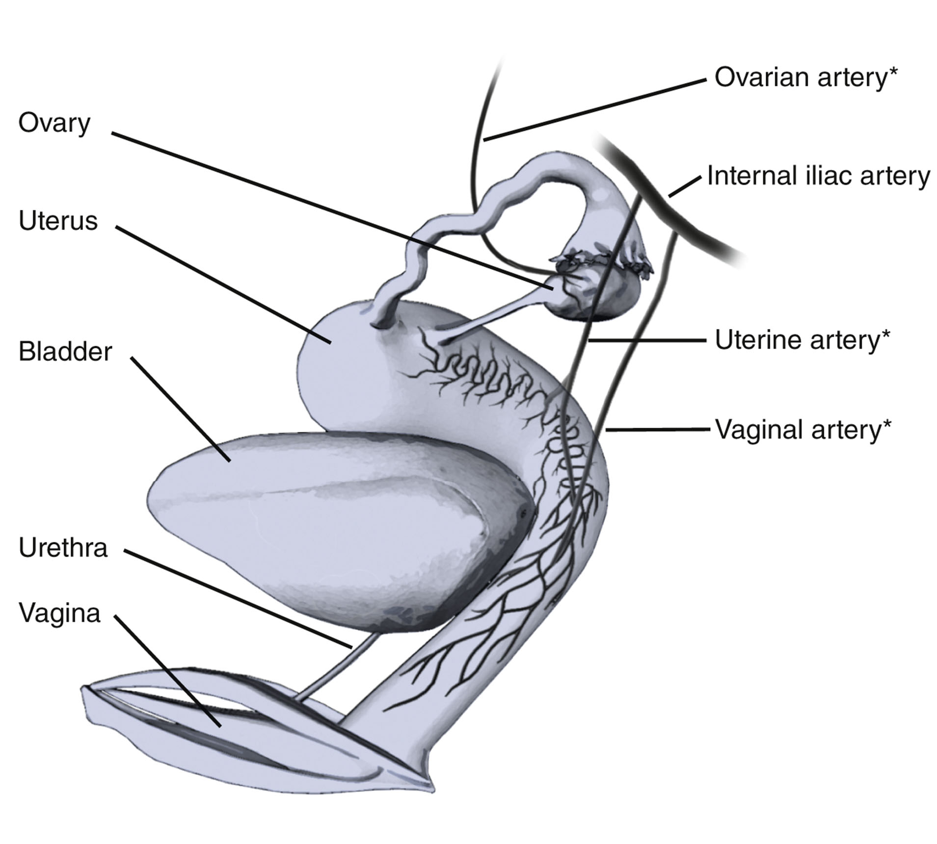 A labeled diagram shows the ovary, uterus, bladder, urethra, and vagina with arrows pointing to ovarian, uterine, vaginal, and internal iliac arteries.