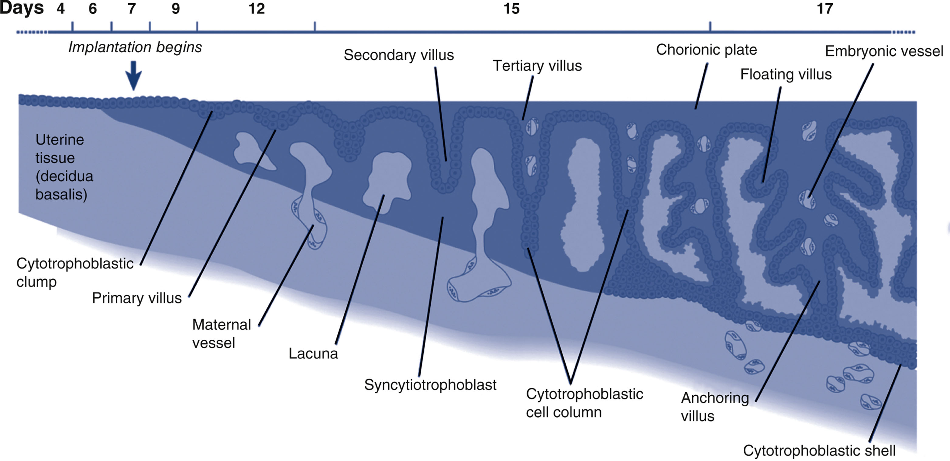 A developmental diagram shows progressive stages of chorionic villus formation from implantation to embryonic vessel development over days 4 to 17.