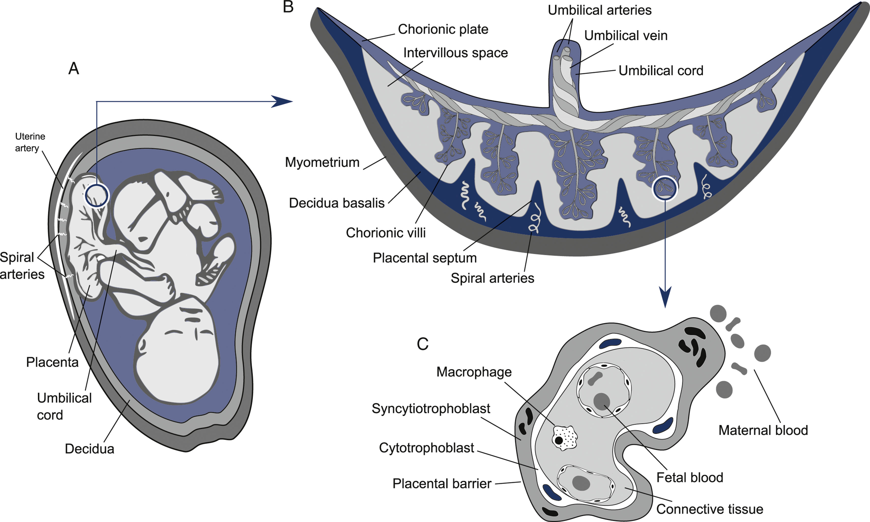 A schematic shows the maternal-fetal interface with placental structure, spiral arteries, umbilical vessels, and cellular layers of the placental barrier.