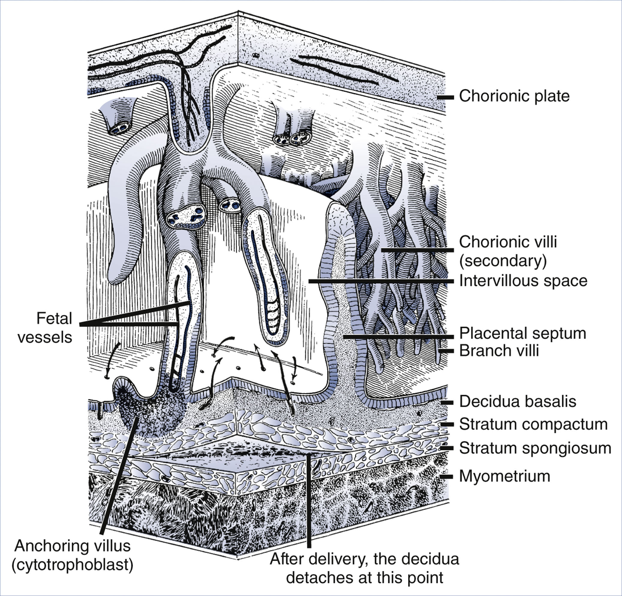 A sectional diagram shows chorionic villi, maternal layers, and fetal vessels with labeled structures including anchoring villi, decidua, and myometrium.