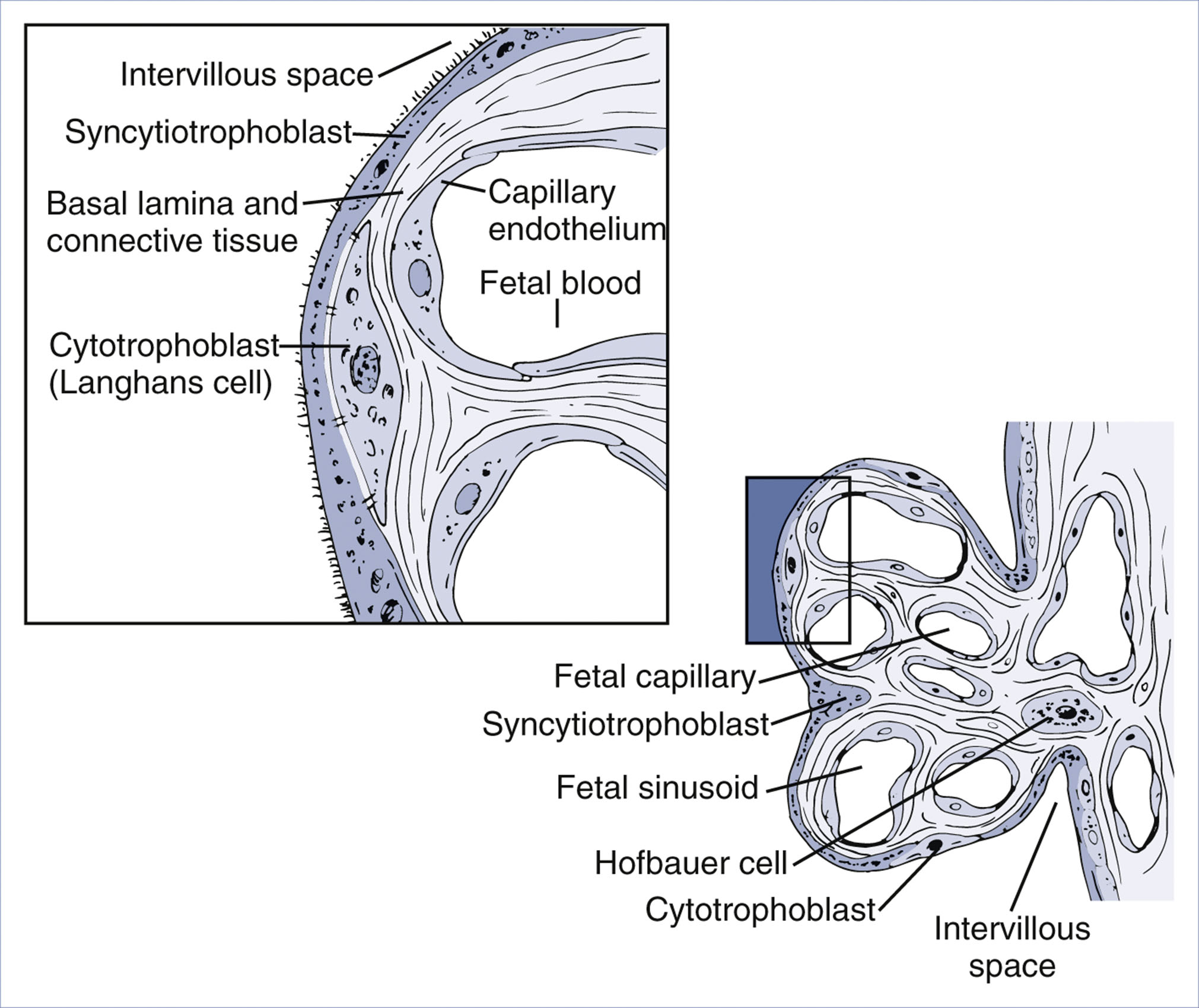 A labeled diagram shows the terminal villi structure with fetal capillaries, syncytiotrophoblasts, and cytotrophoblasts forming the placental barrier near the intervillous space.