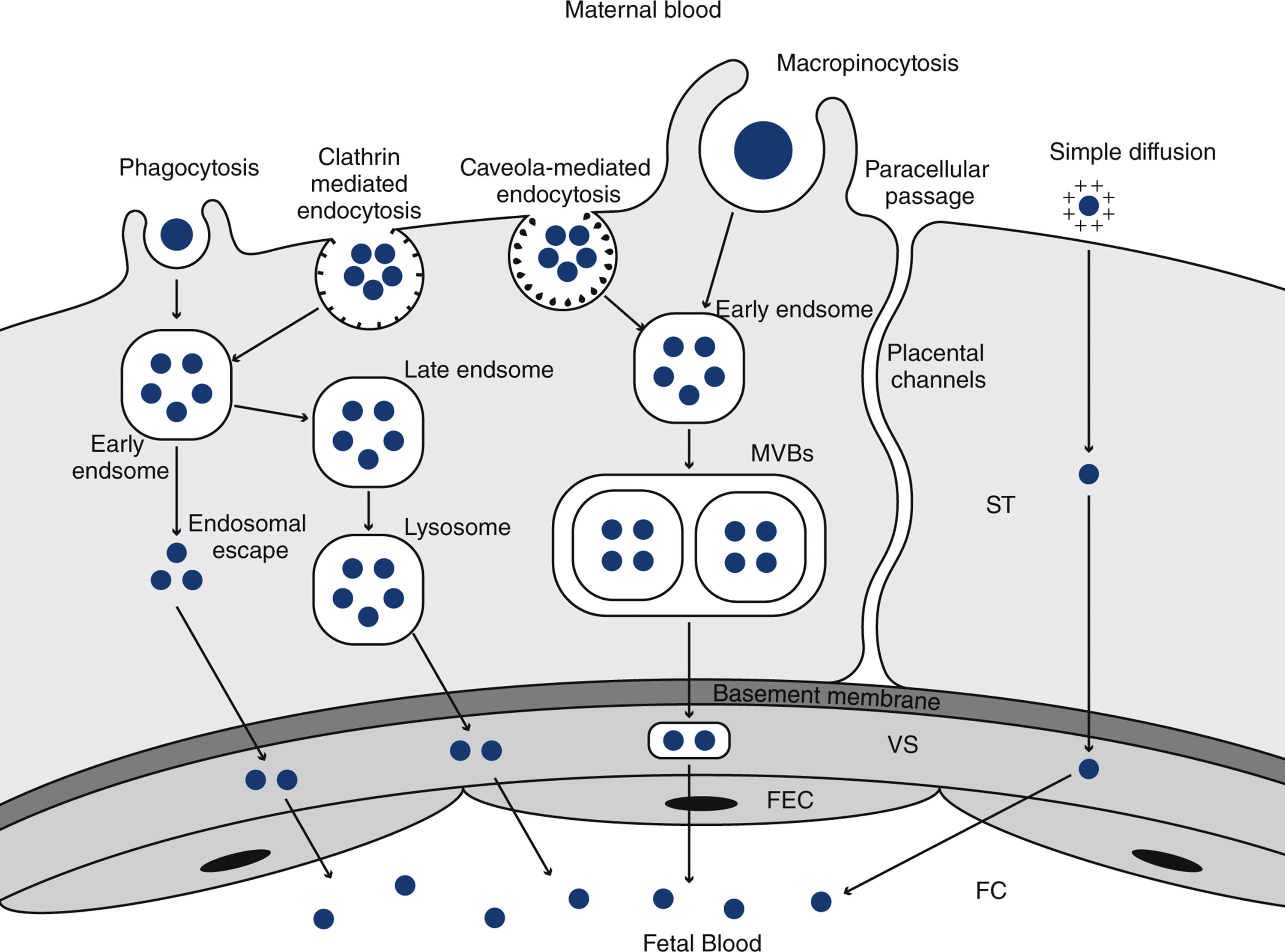 A diagram shows nanoparticle transport across the placental barrier via endocytosis, diffusion, placental channels, and passage through fetal endothelial cells.