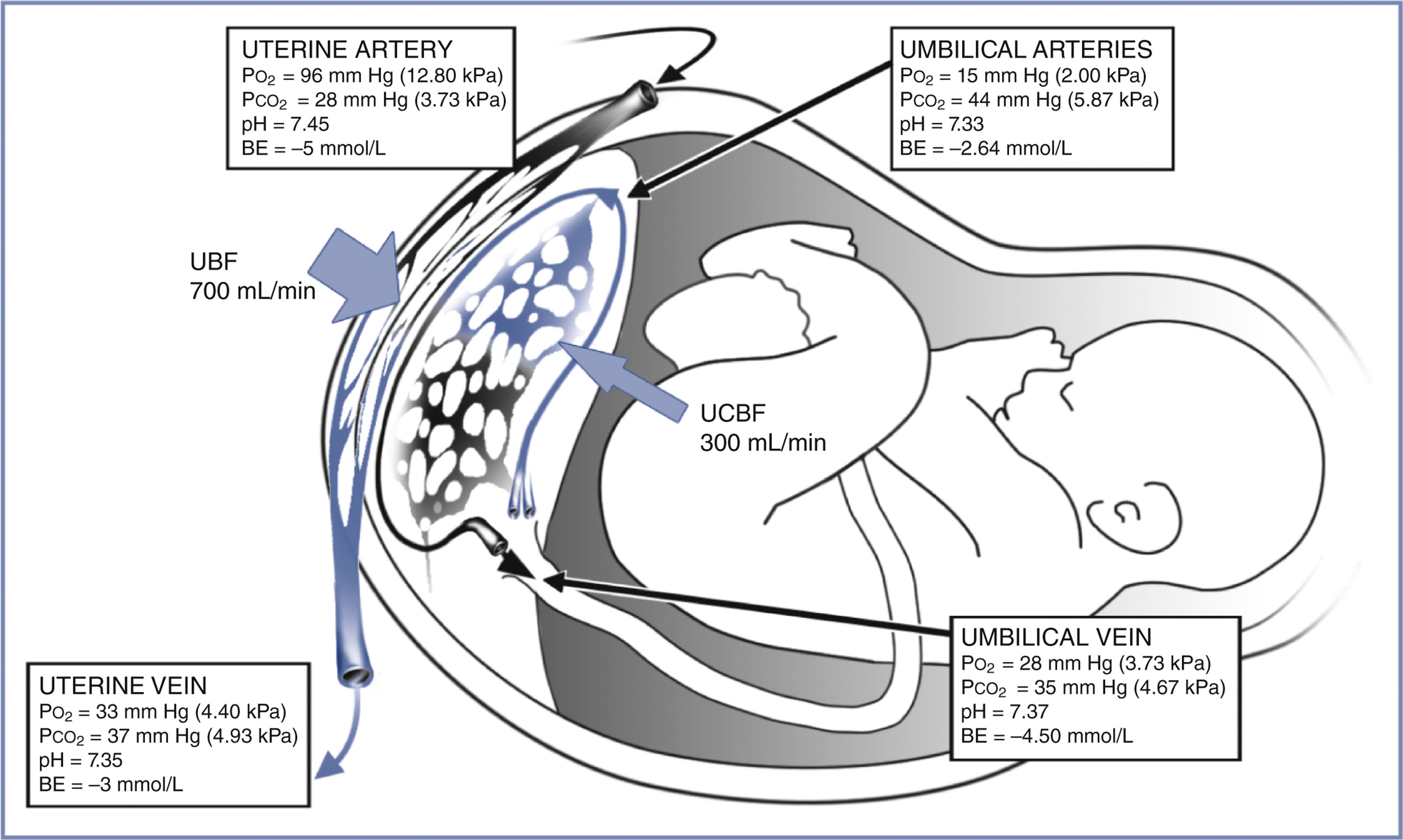 A schematic shows maternal and fetal circulations within the placenta with labeled uterine and umbilical vessels and values for blood flow and gas exchange.