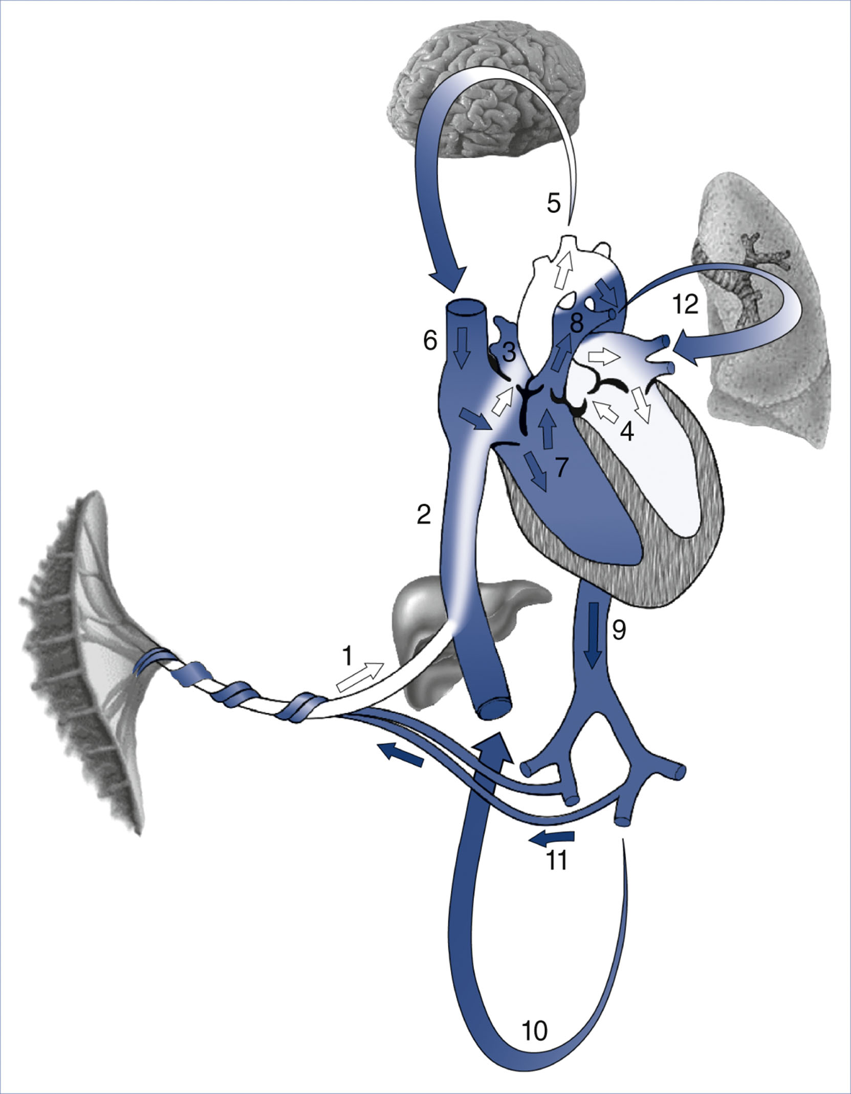 A schematic shows fetal circulation with numbered arrows tracing blood flow from the placenta, through the fetal heart, and back to the placenta.