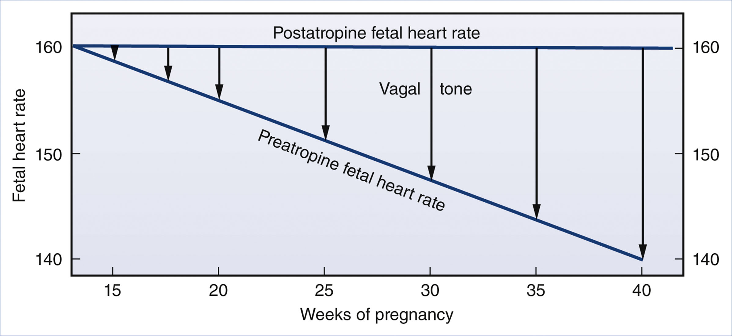 A line graph shows fetal heart rate decreasing from 160 to 140 beats per minute between 15 and 40 weeks of pregnancy, with parallel lines for preatropine and postatropine values.