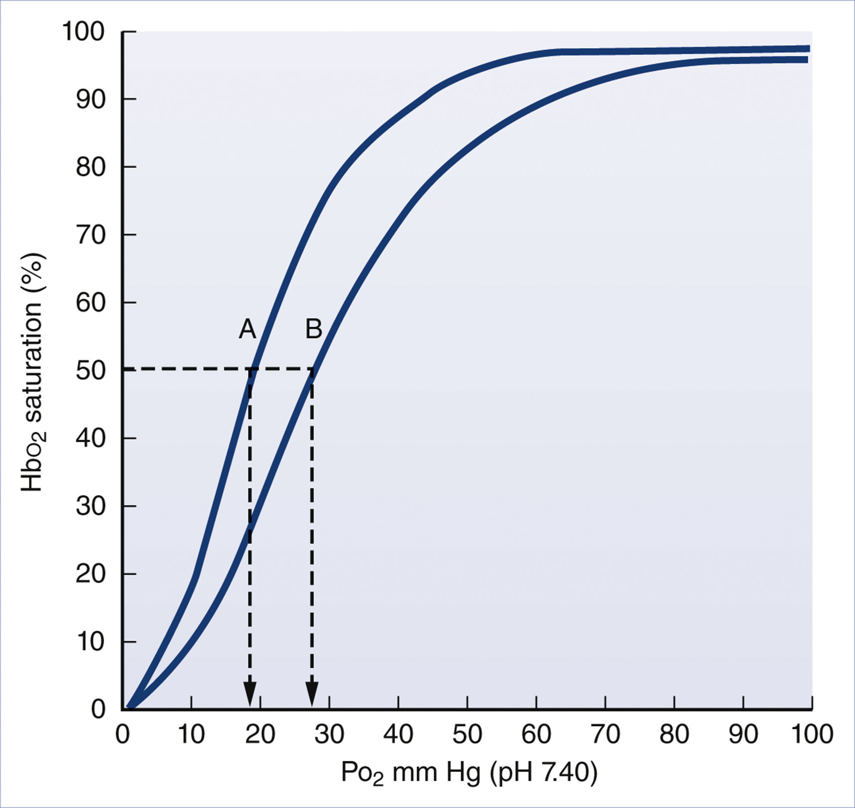 A graph presents two saturation curves showing that fetal hemoglobin has greater oxygen affinity than adult hemoglobin, with a lower partial pressure at 50 percent saturation.