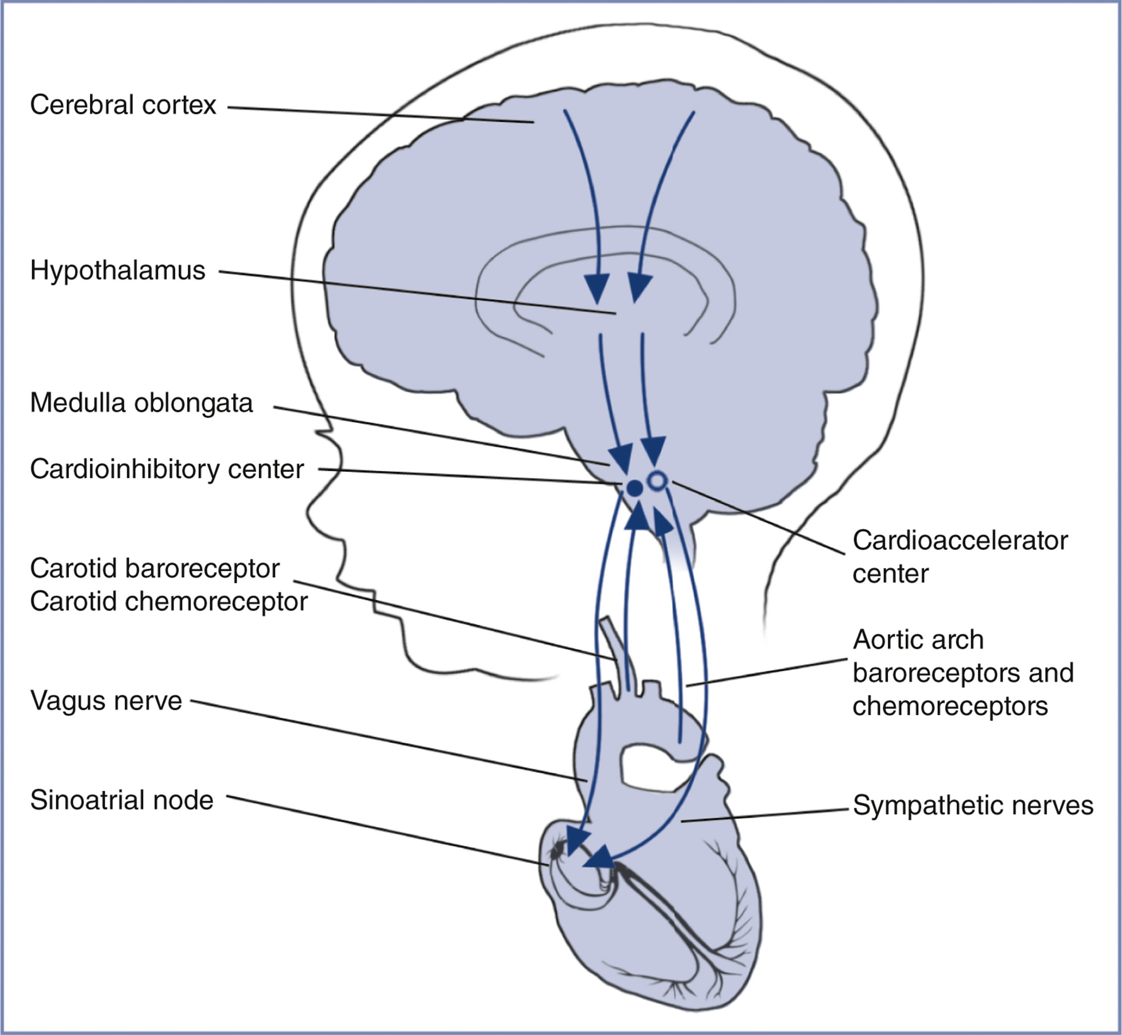 A labeled diagram presents pathways involved in the regulation of fetal heart rate, connecting the brain and heart.
