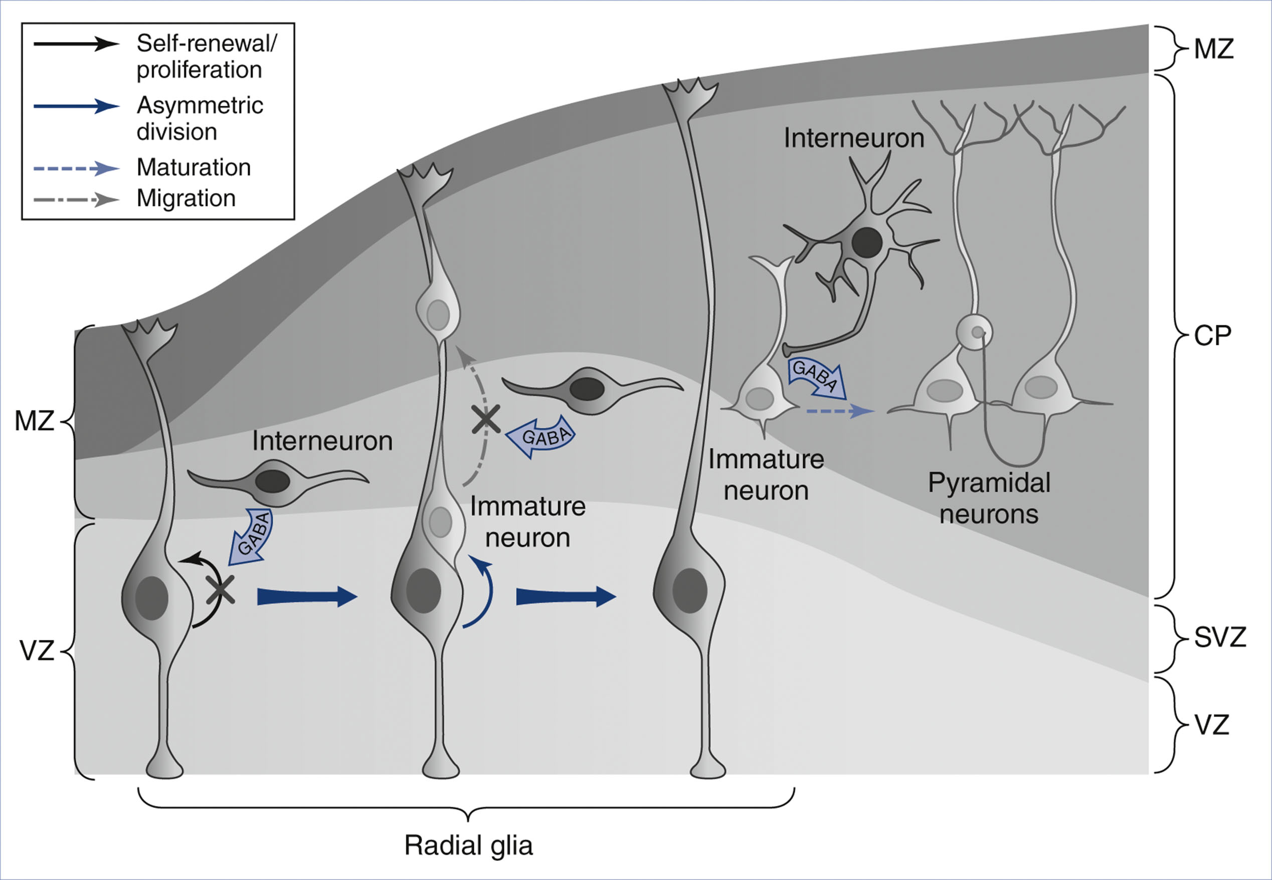 A diagram shows stages of cortical development and migration with labeled zones and cellular interactions.