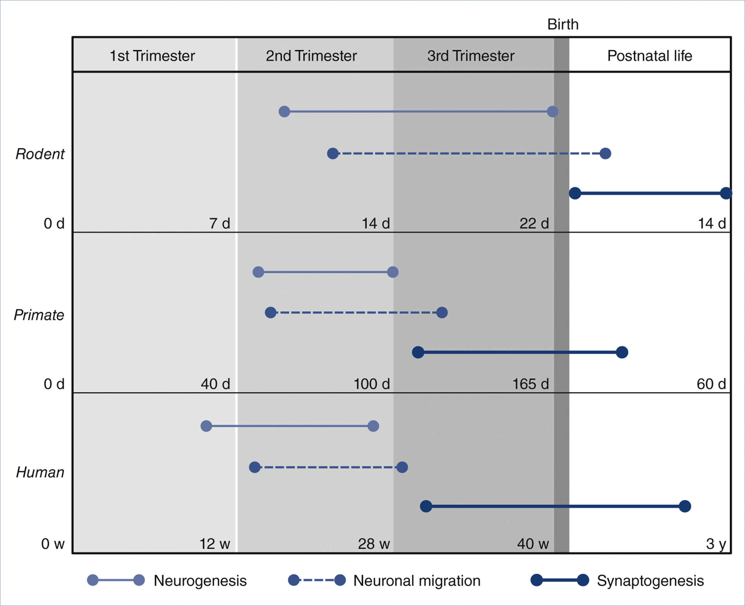 A timeline chart shows neurogenesis, neuronal migration, and synaptogenesis across trimesters and postnatal life in rodents, primates, and humans.