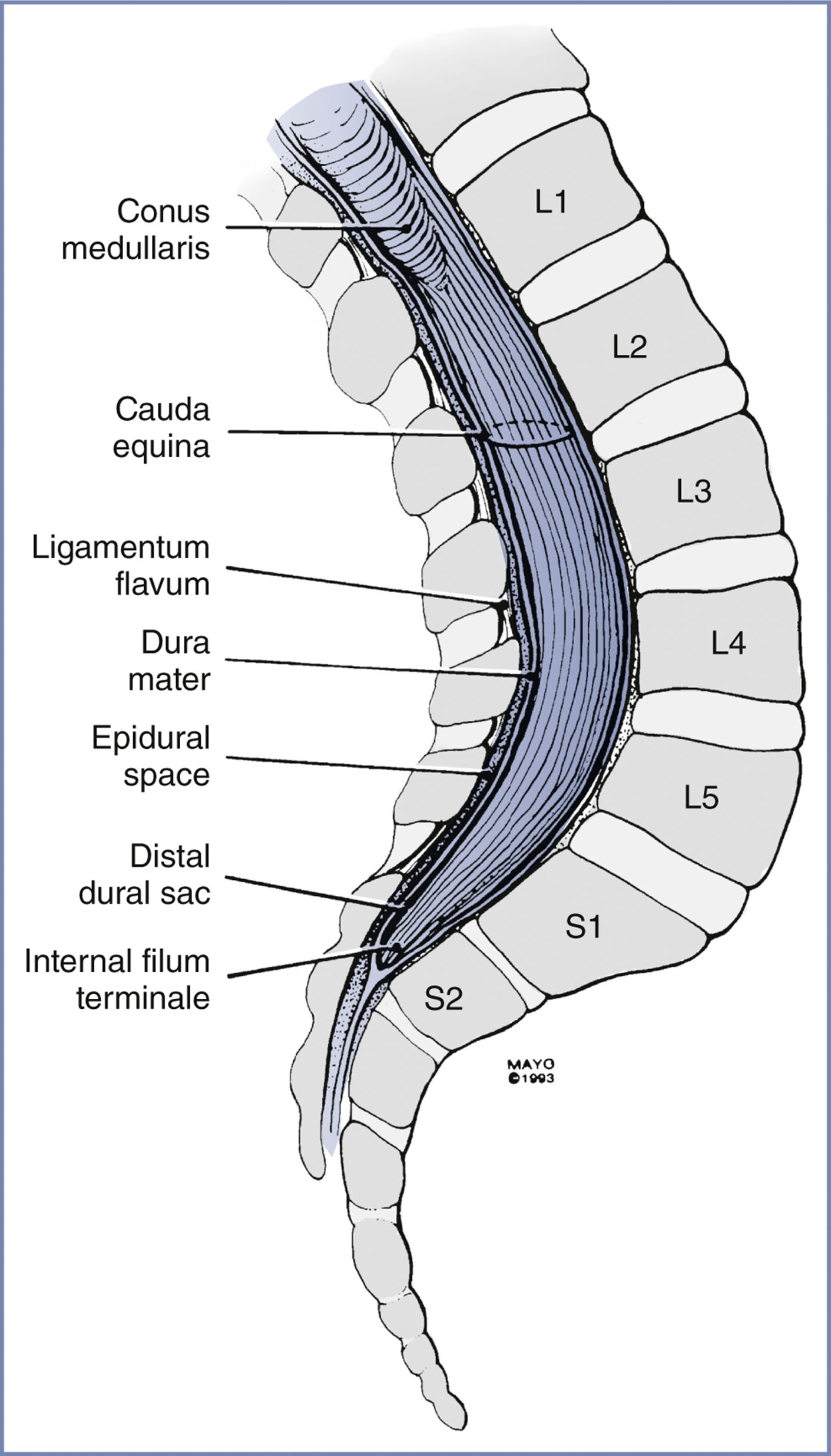 An anatomical diagram of the distal neuraxial structures from lumbar vertebra one to sacral vertebra two.