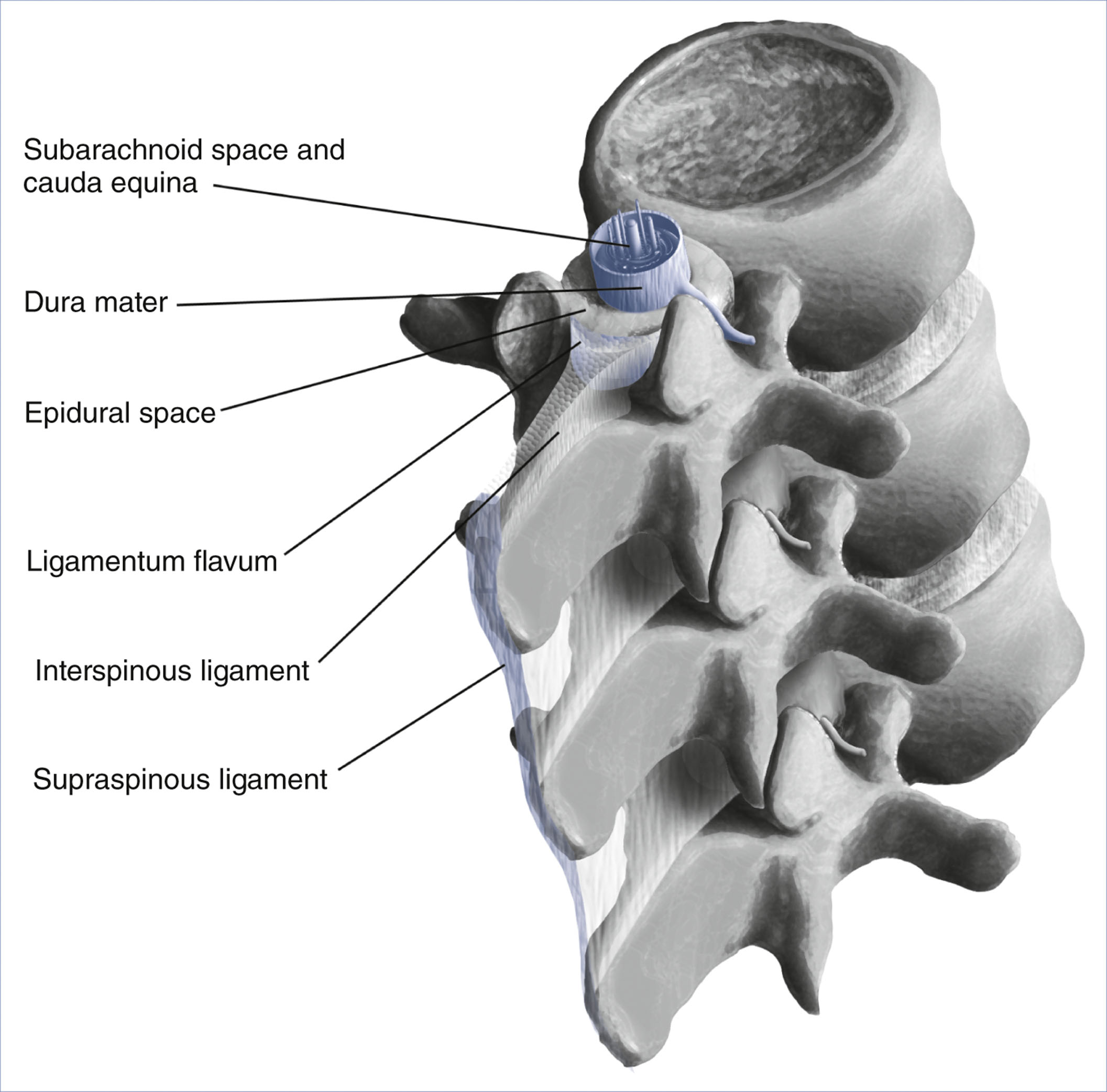 An anatomical diagram presents the central neuraxial structures and vertebral ligaments.