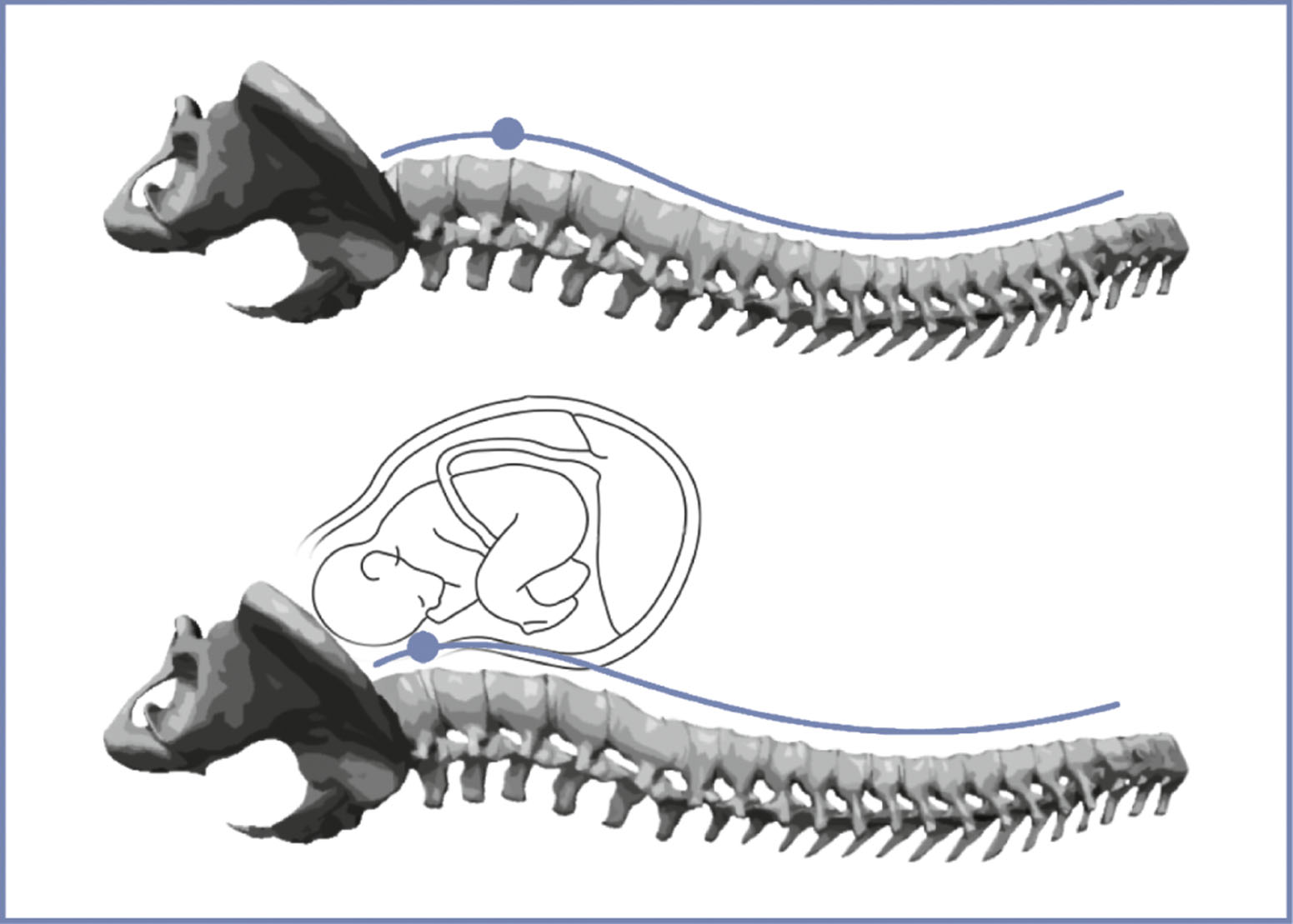 An anatomical diagram presents spinal curvature in nonpregnant and pregnant conditions.
