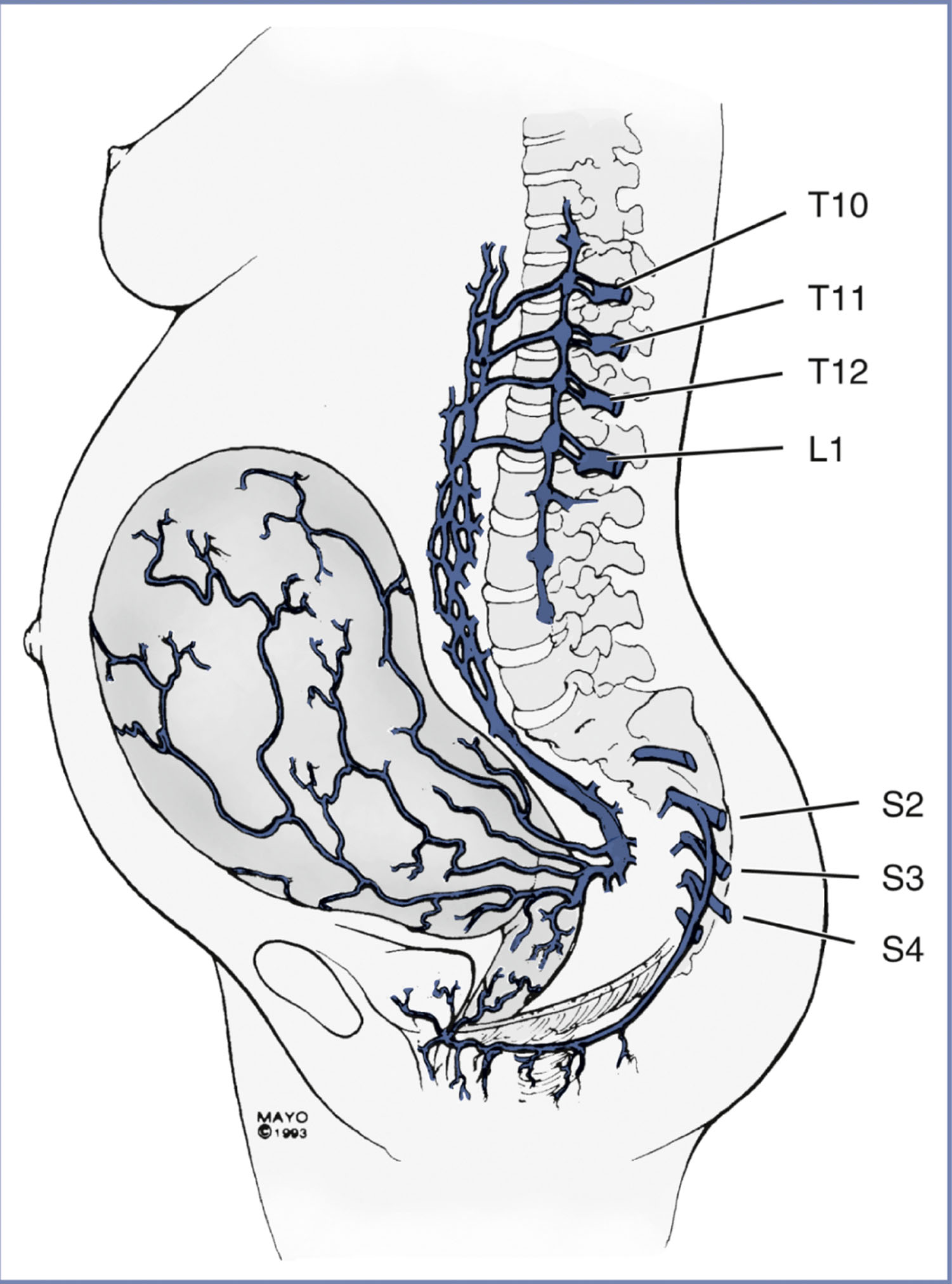 An anatomical diagram presents pain pathways during labor in a side view of a pregnant body.