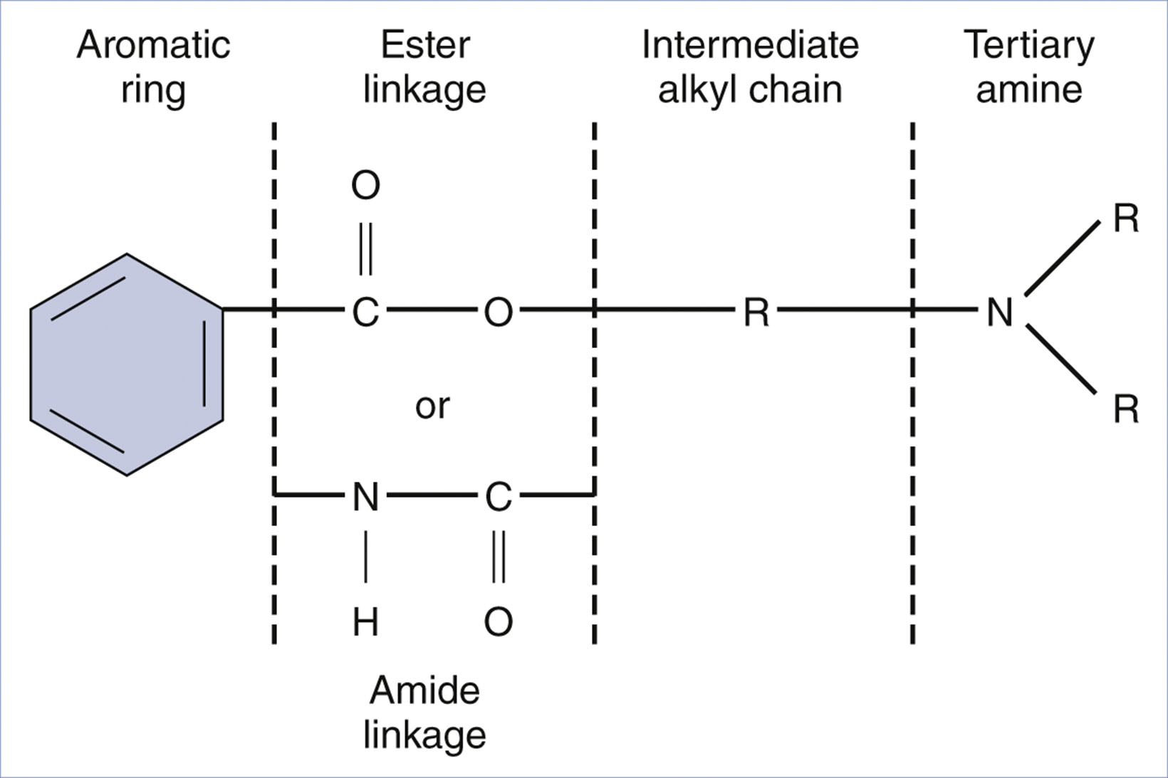A structural diagram of a local anesthetic shows an aromatic ring connected to either an ester or amide linkage, followed by an alkyl chain and a tertiary amine with two alkyl groups labeled R.
