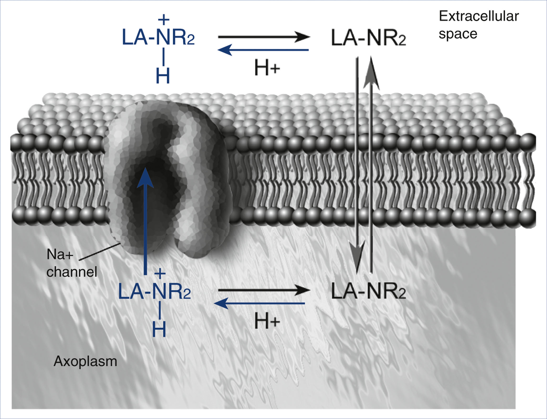 An illustration shows the movement of charged and uncharged local anesthetic molecules across a cell membrane and their interaction with a sodium channel between the extracellular space and axoplasm.