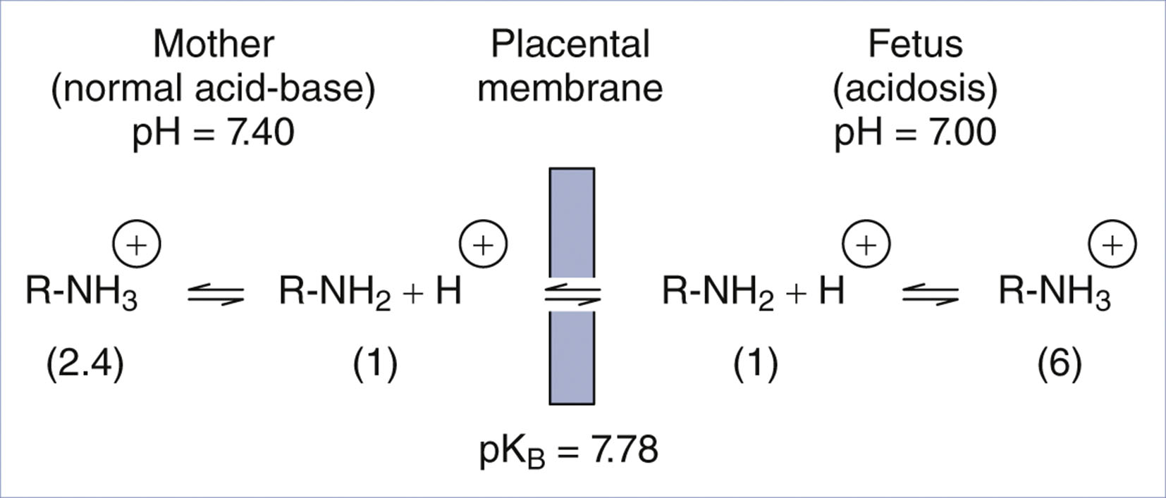 A schematic presents ion trapping of a local anesthetic across the placental membrane, with molecular ratios and pH values labeled for the mother at 7.40 and the fetus at 7.00.