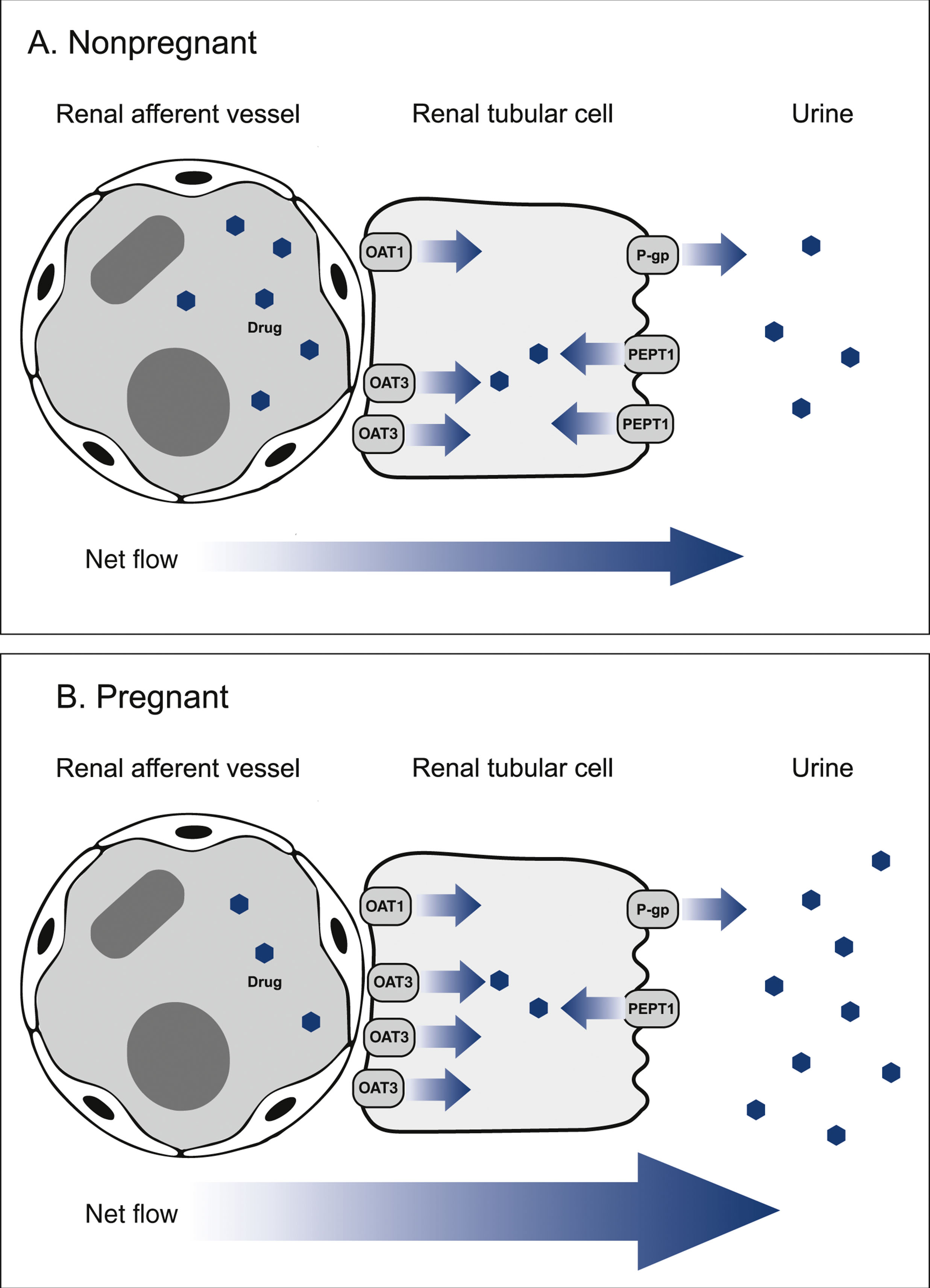 A two panel diagram compares renal drug transport in nonpregnant and pregnant states, show increased O A T 1 and O A T 3 flow and reduced P E P T 1 flow during pregnancy.