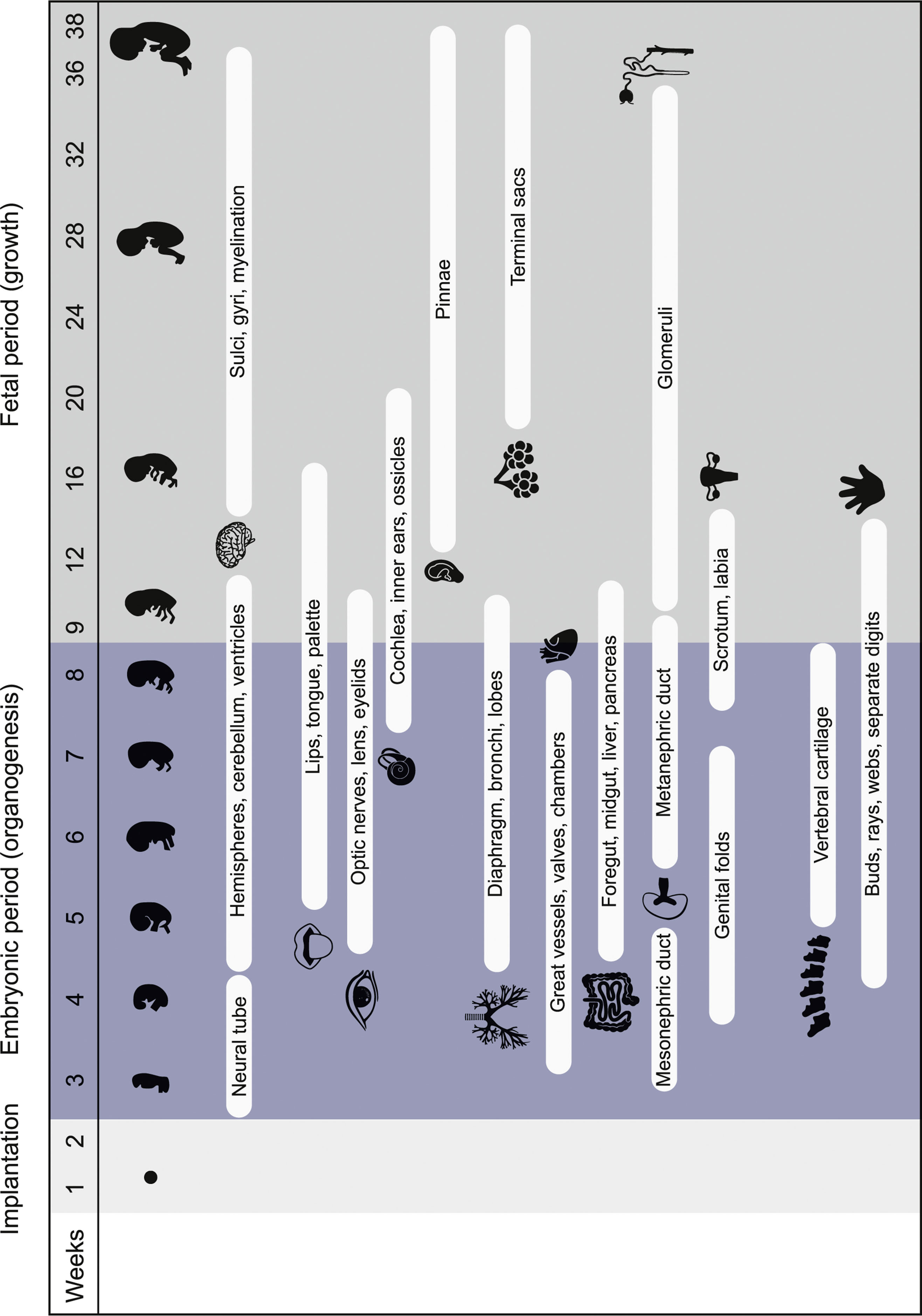 An illustration tracks embryo fetal development by gestational weeks from implantation to week 38, marking organ and system formation from early organogenesis through fetal growth.