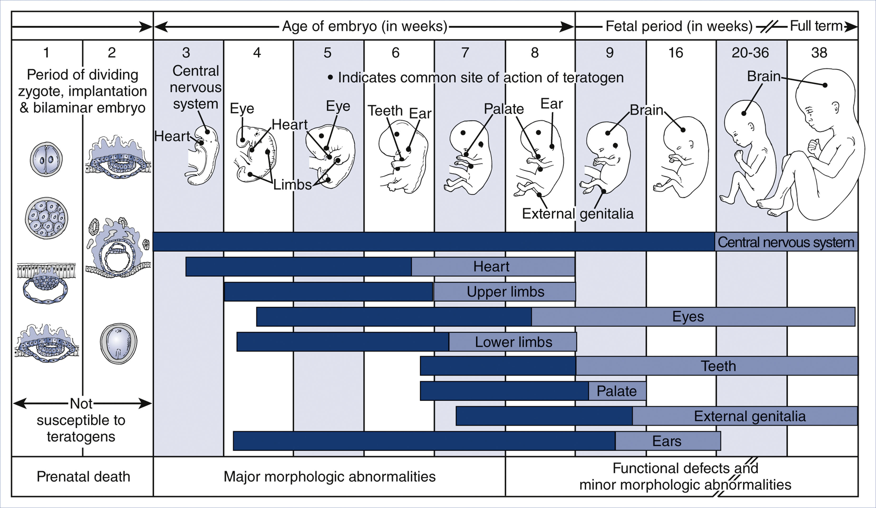 A timeline chart shows embryonic and fetal development from week 1 to 38, marking organ formation and periods of high and low teratogen sensitivity.