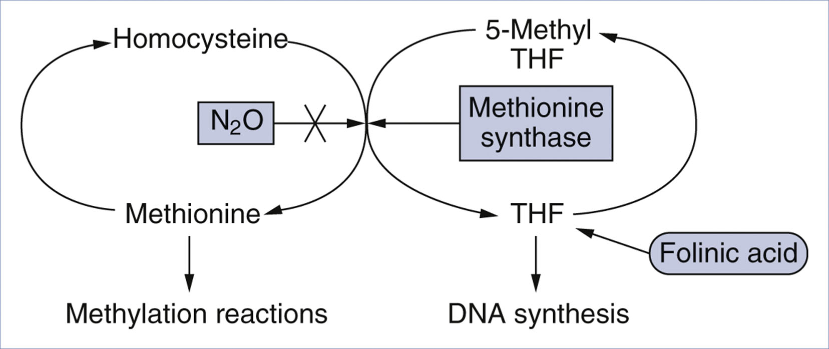A biochemical pathway chart shows methionine synthase inhibition by nitrous oxide and its effect on methylation and D N A synthesis.