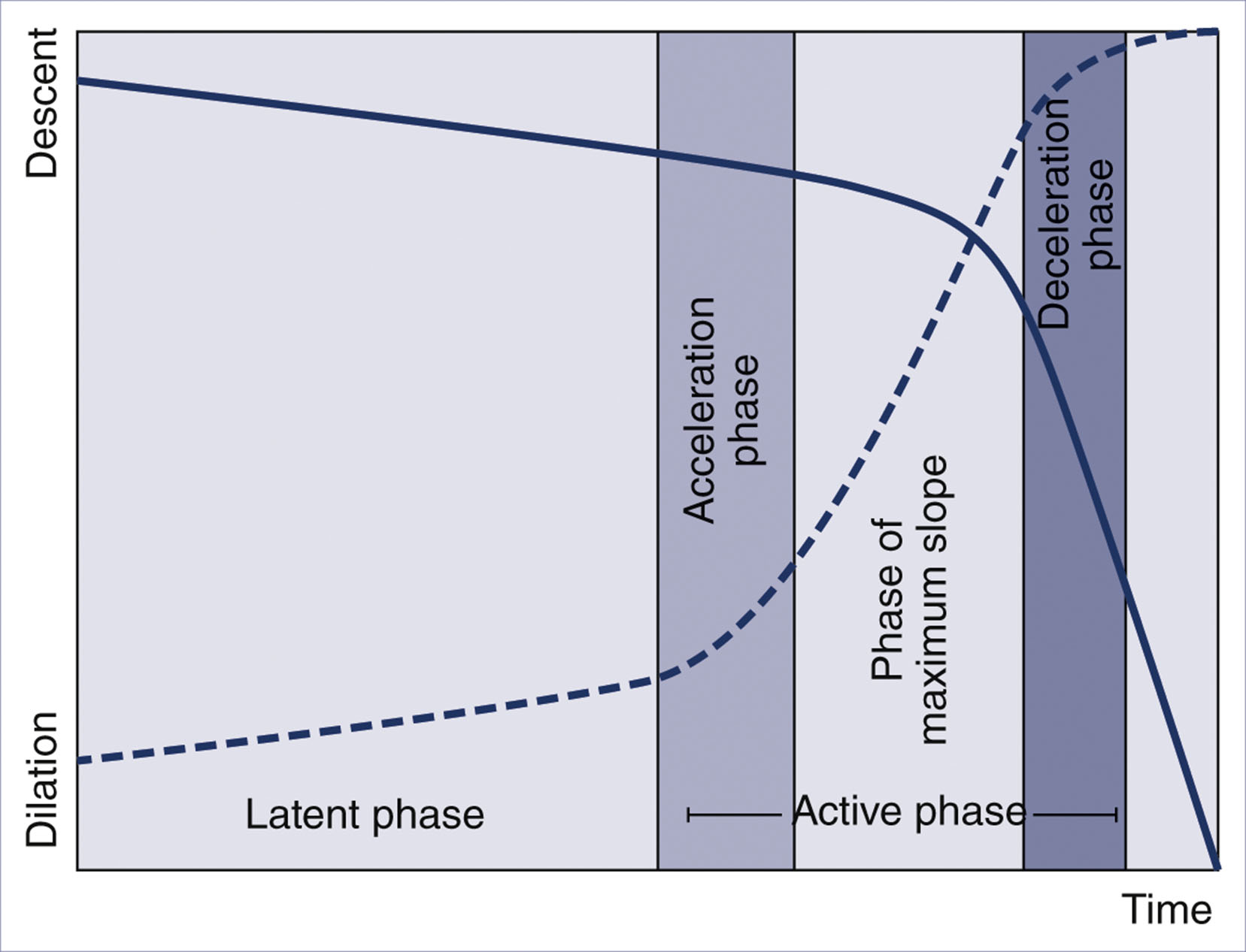 A graph shows cervical dilation and fetal descent over time with labeled phases including latent, acceleration, maximum slope, and deceleration.
