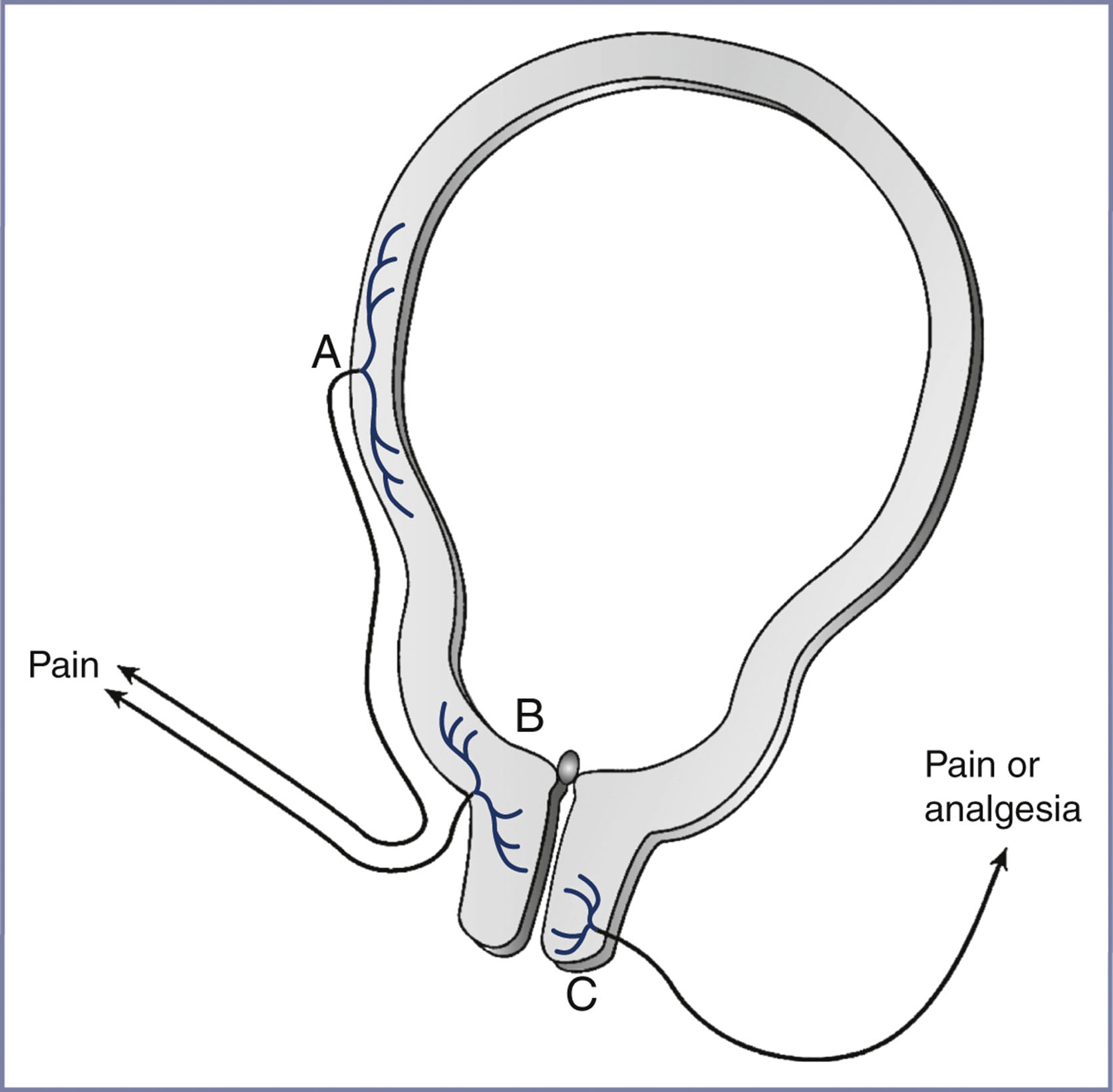 A diagram of uterocervical afferents shows labeled points A, B, and C with arrows indicating pain and analgesia pathways.