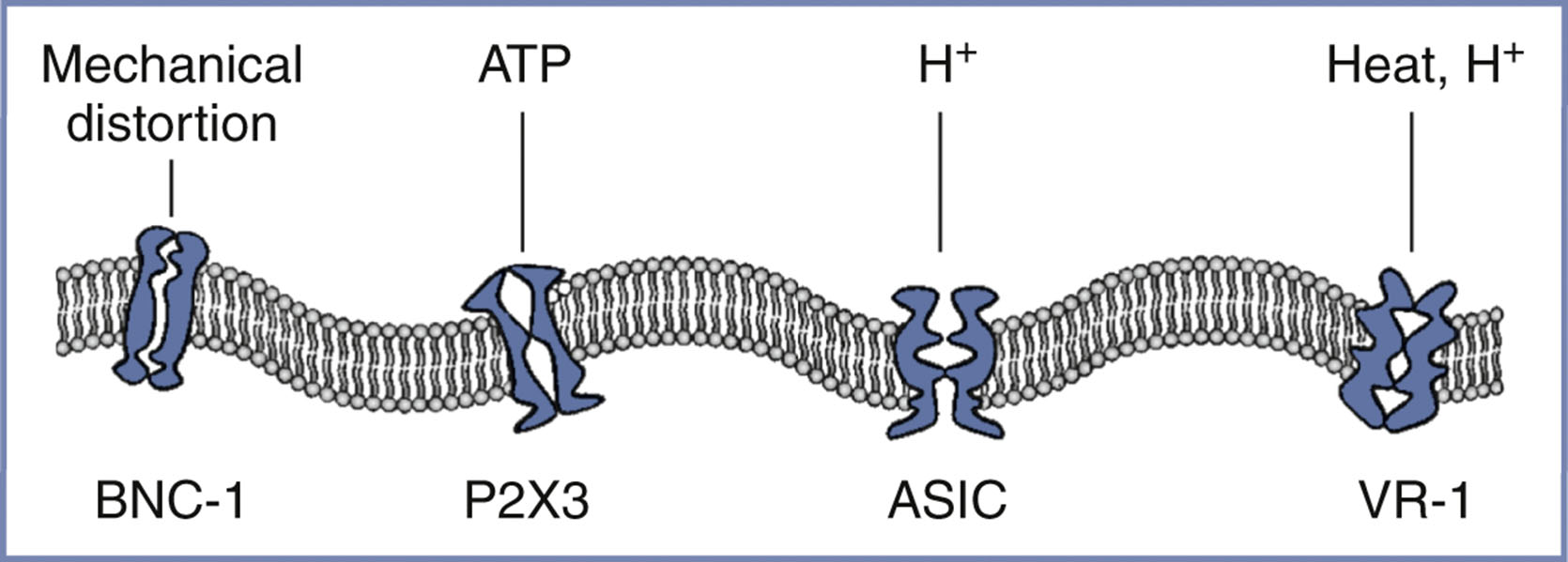 An illustration shows four membrane channels labeled B N C 1, P 2 X 3, A S I C, and V R 1 with their respective stimuli.
