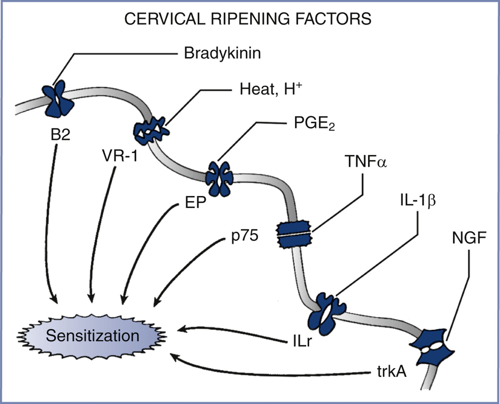 An illustration of cervical ripening factors shows multiple receptors along a nerve fiber leading to sensitization.