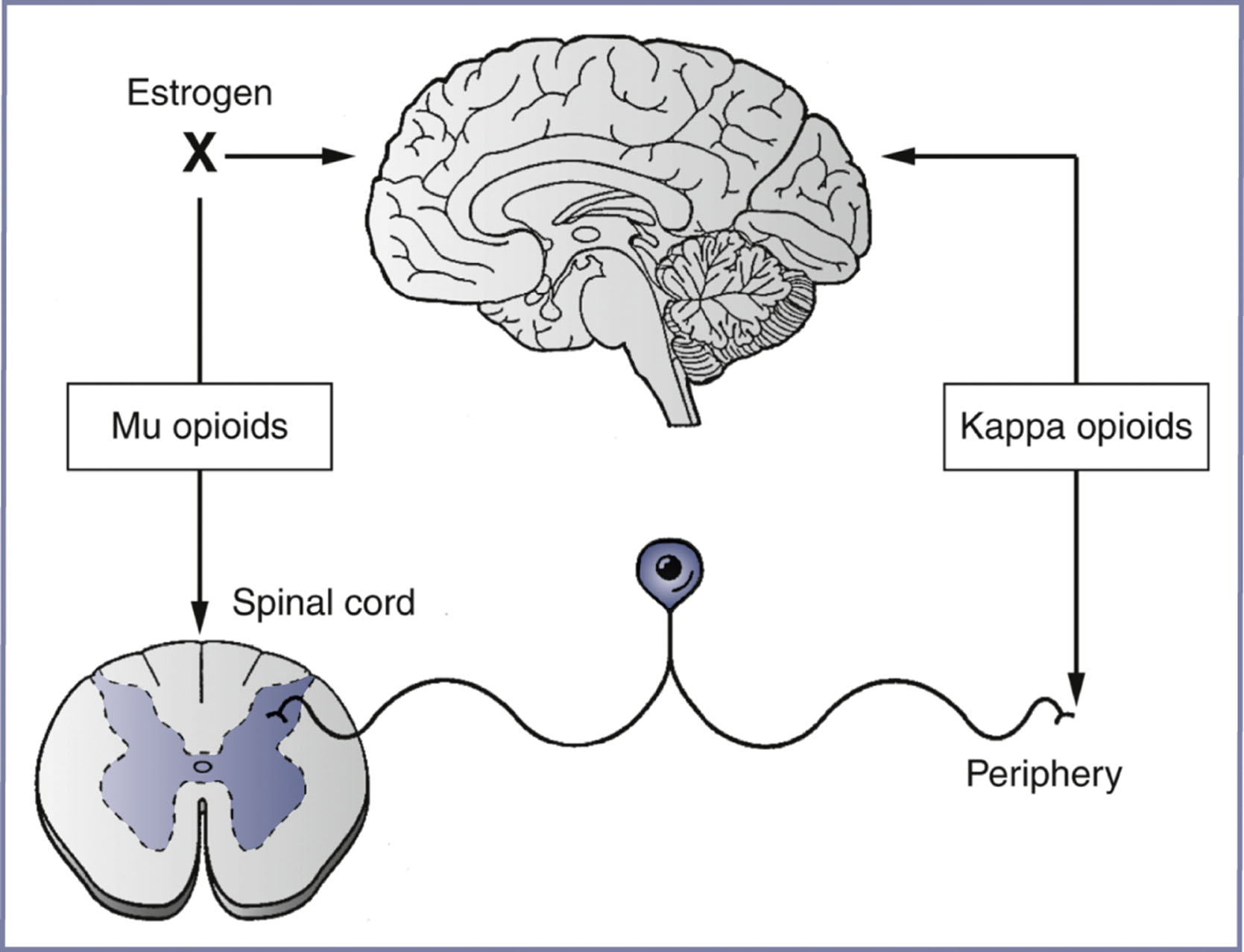An illustration shows the roles of micro and kappa opioids, estrogen, the spinal cord, brain, and the periphery in pain modulation.