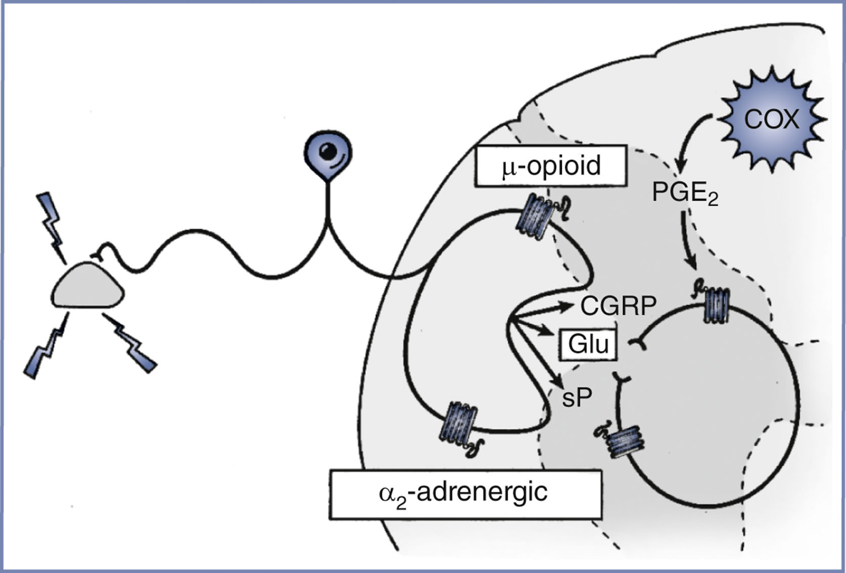 An illustration of spinal cord pain transmission shows labeled pathways including micro opioid, alpha 2 adrenergic, glutamate, C G R P, and substance P.